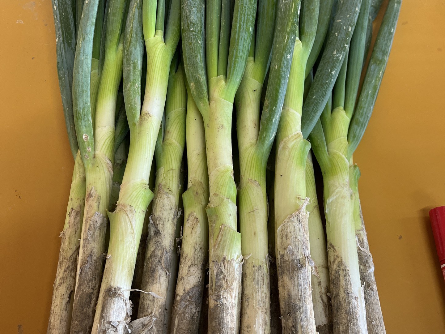限定】旬の味！！！深谷蜜ねぎ2.5キロ（訳あり品）：埼玉県産の