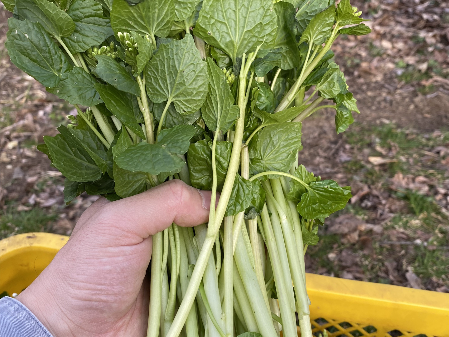 【ご購入後に収穫】奥久慈産花わさび　2kg ご購入後に収穫】奥久慈産花わさび 2kg 食品