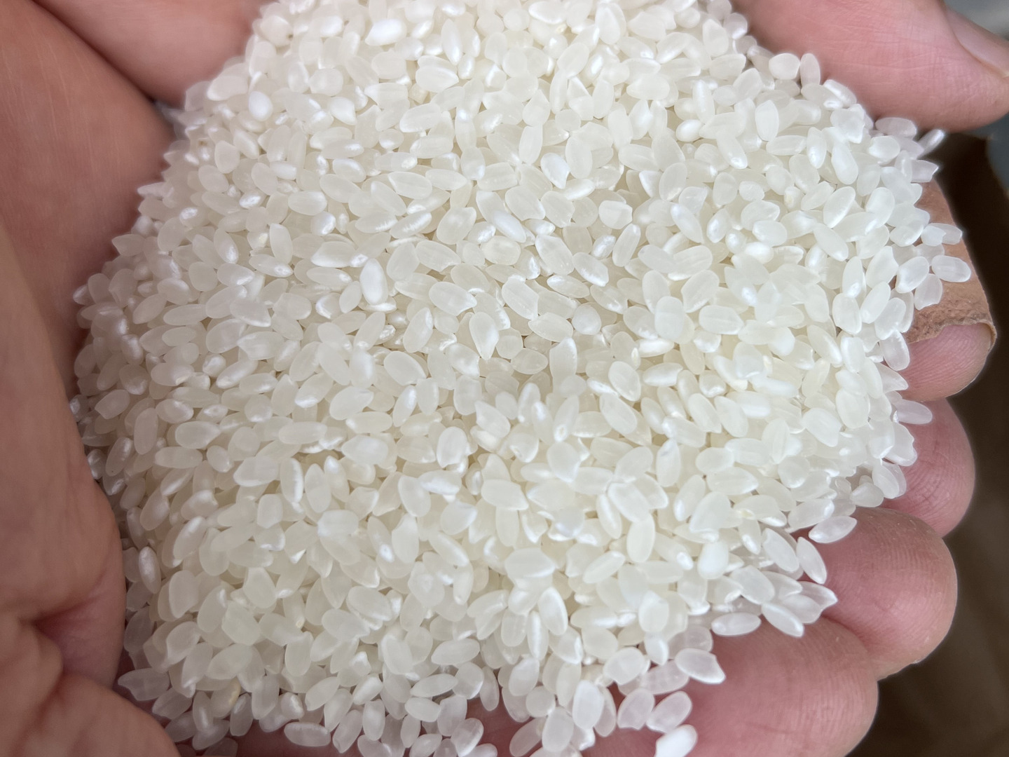 令和8年産新米】千葉市産コシヒカリ 無洗米4.5kg：千葉県産の