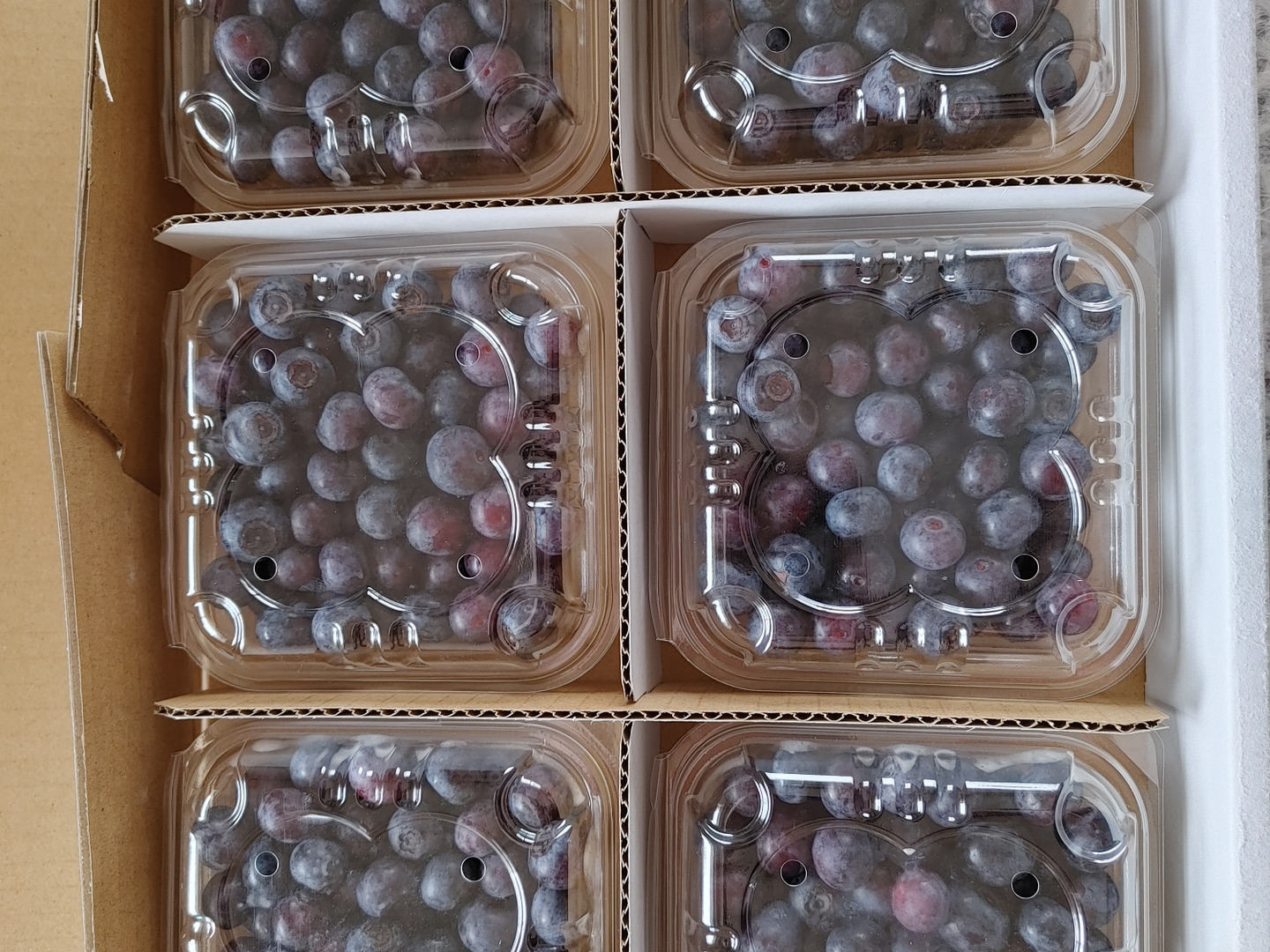 贈答用】摘みたて 農薬不使用 千葉県産 生ブルーベリー 100g×6パック