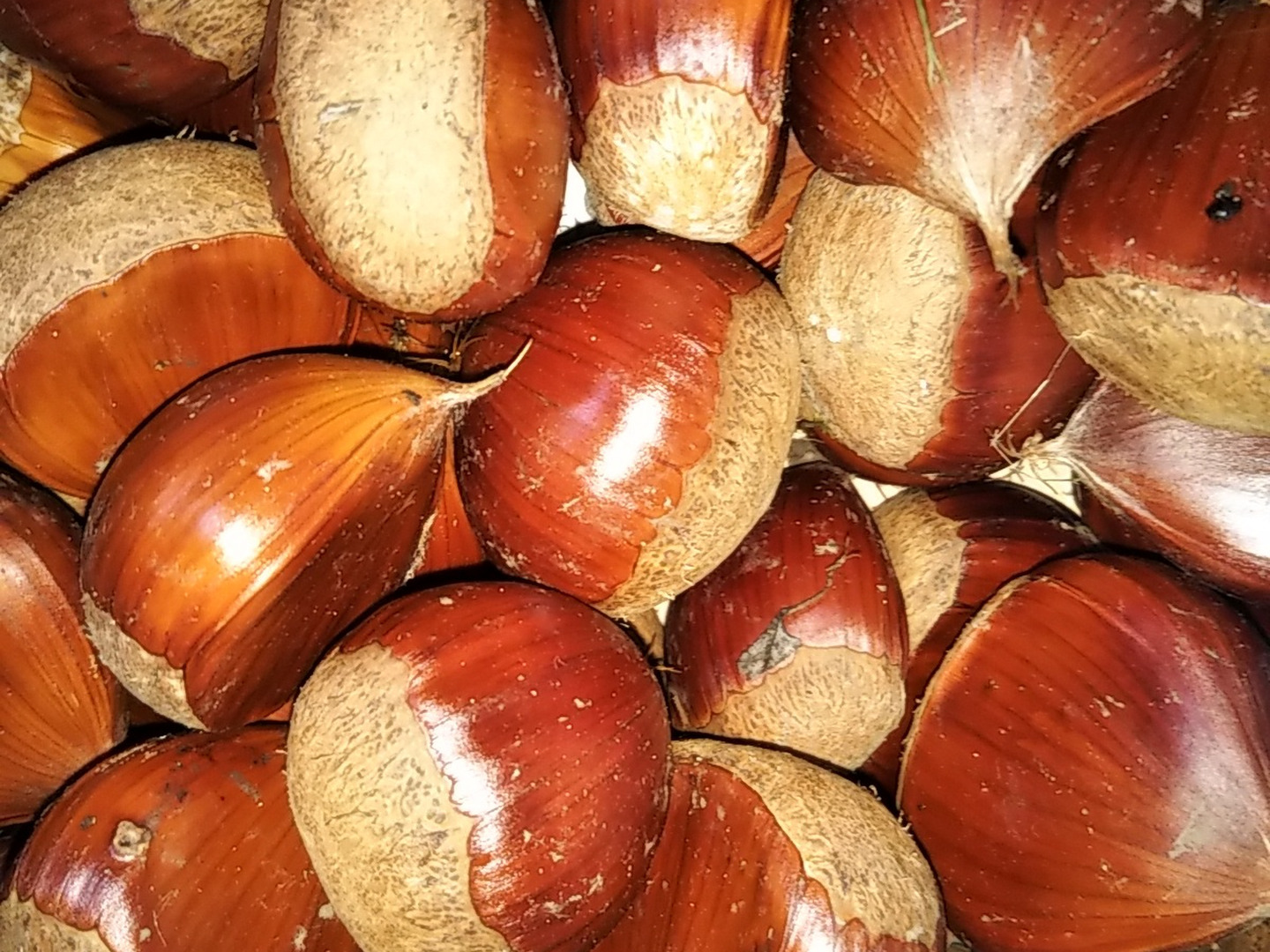 栗 1kg：富山県産の野菜｜食べチョク｜産地直送(産直)お取り寄せ通販