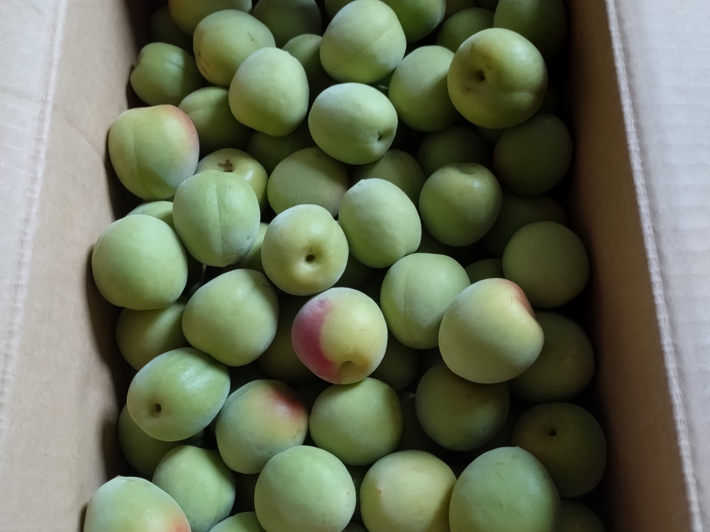 Amazon | 和歌山県産 南高梅(完熟梅）約5kg 大粒の3Lサイズ以上