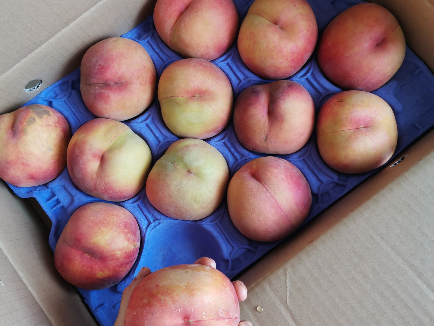 信州産　黄金桃　家庭用　10kg Amazon.co.jp: 信州産黄金桃 5kg 訳あり品質 : 食品・飲料・お酒