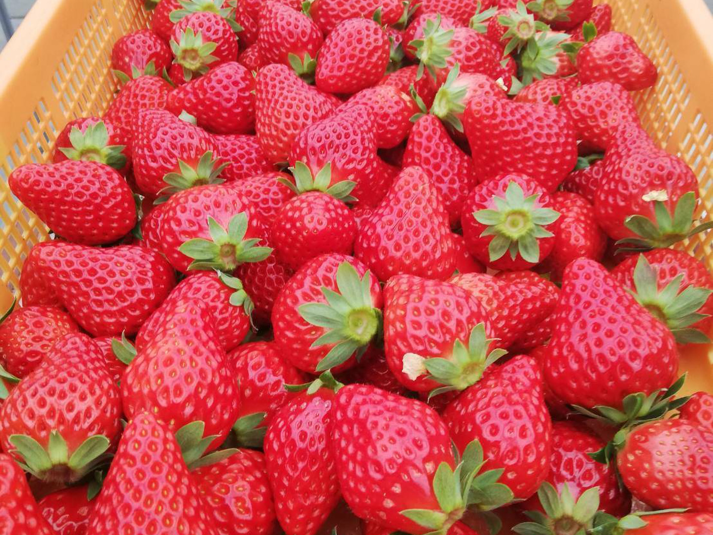 明治屋の国産いちごジャム 食べ比べ3個セット