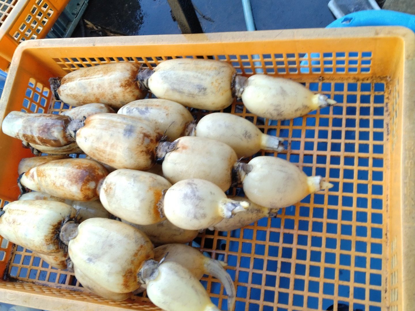 夏 れんこん 4キロ ♯蓮根 ♯レンコン：茨城県産のれんこん｜食べ