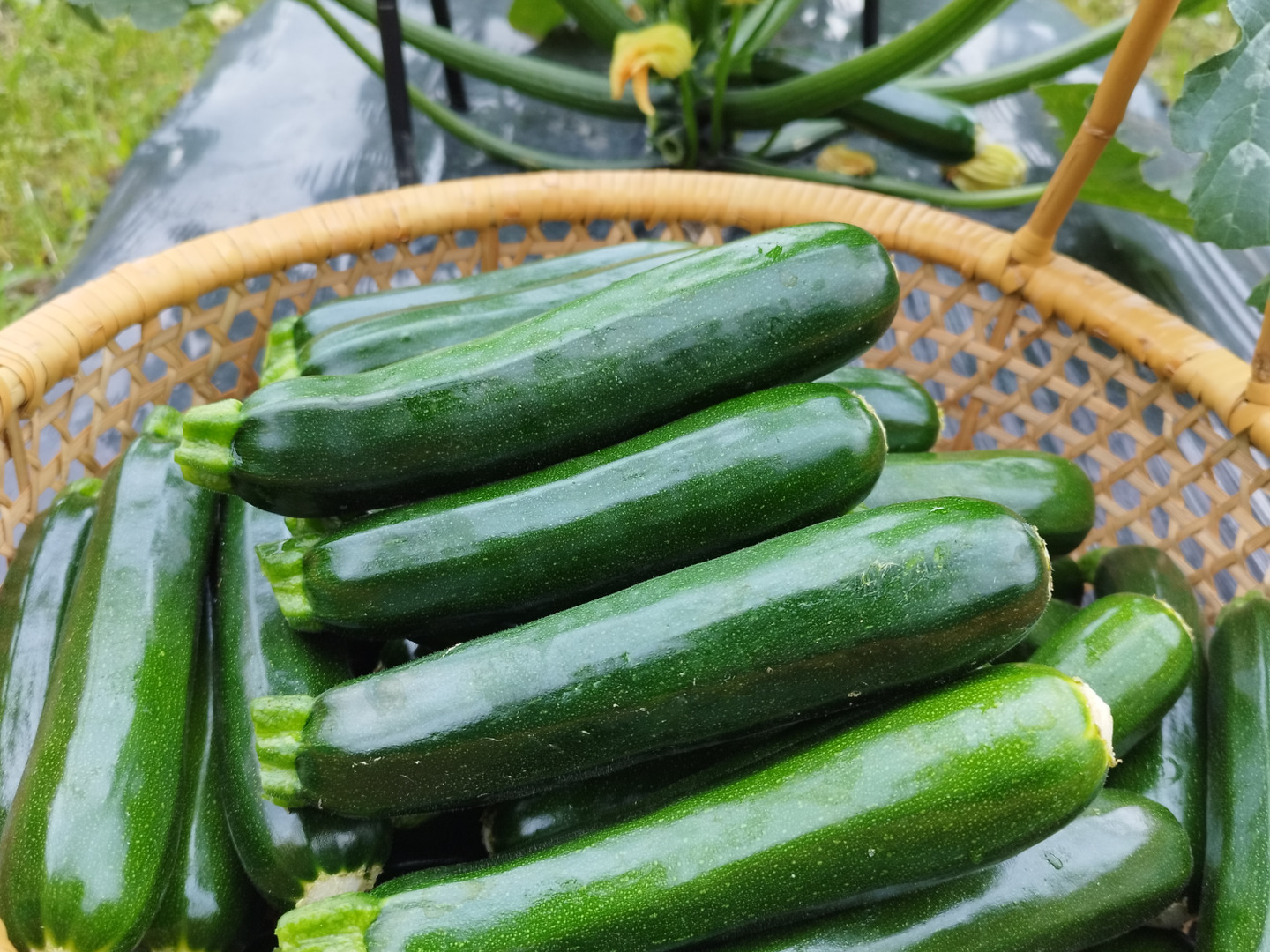京都府産ズッキーニ約1kg(4〜6本程度) 農薬・化学肥料・除草剤不