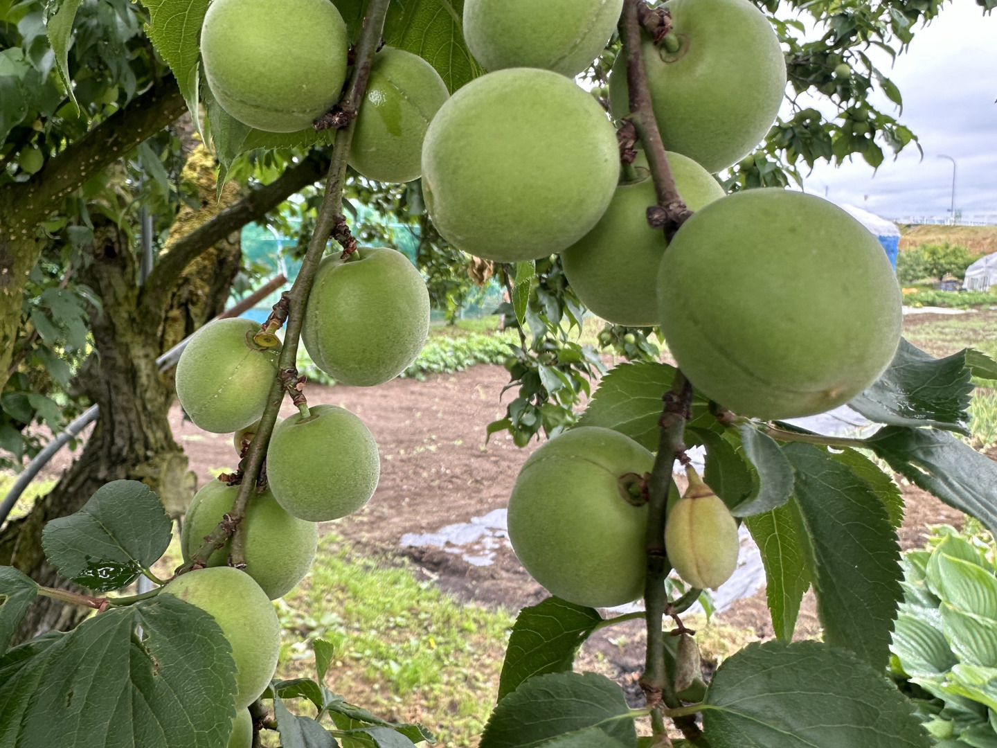 1.山形県産　青梅　10kg ultra-taste_y-ume-1kg