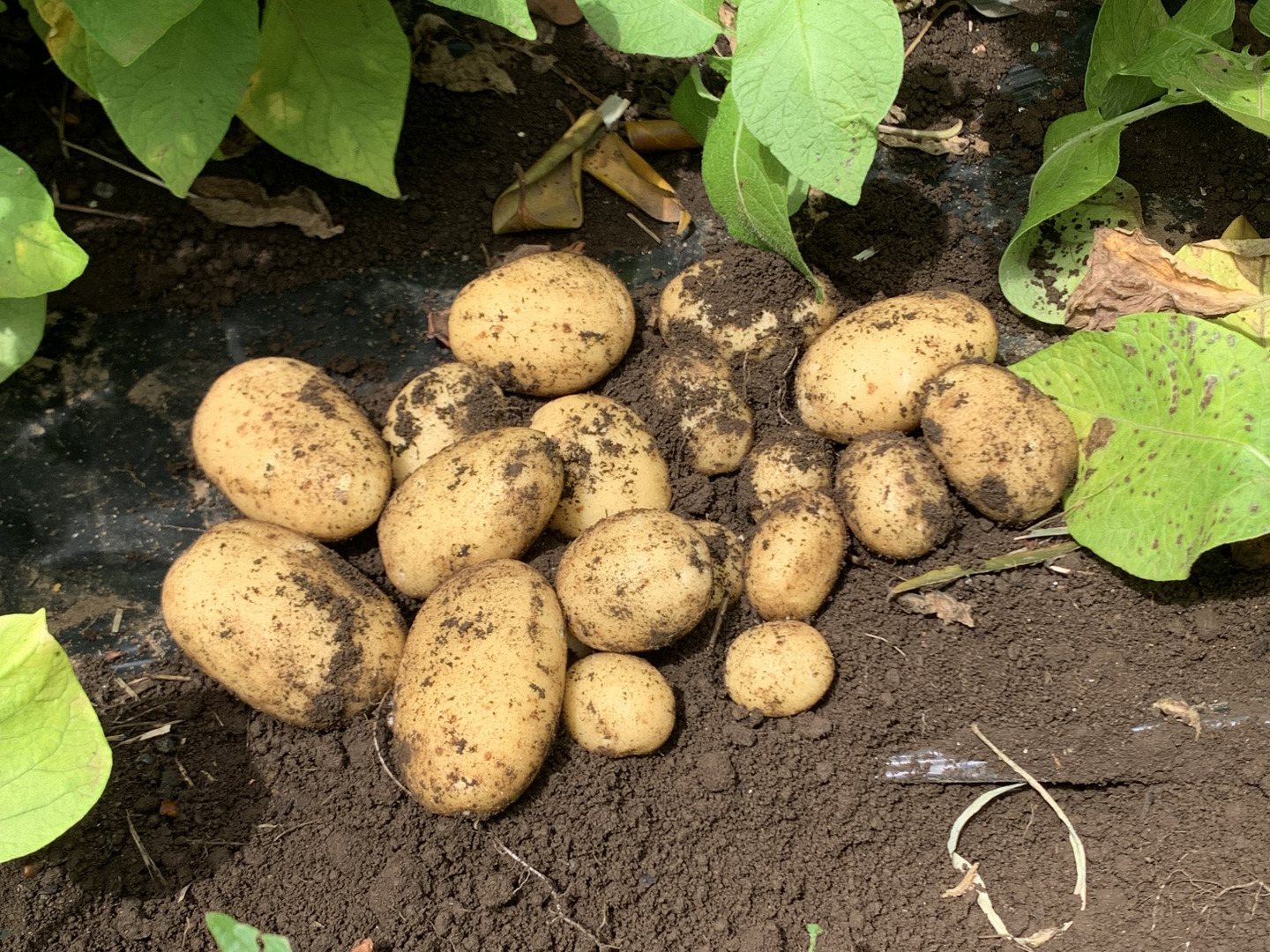 希少品種！ じゃがいも【マチルダM・Sサイズ】 5kg：千葉県産の