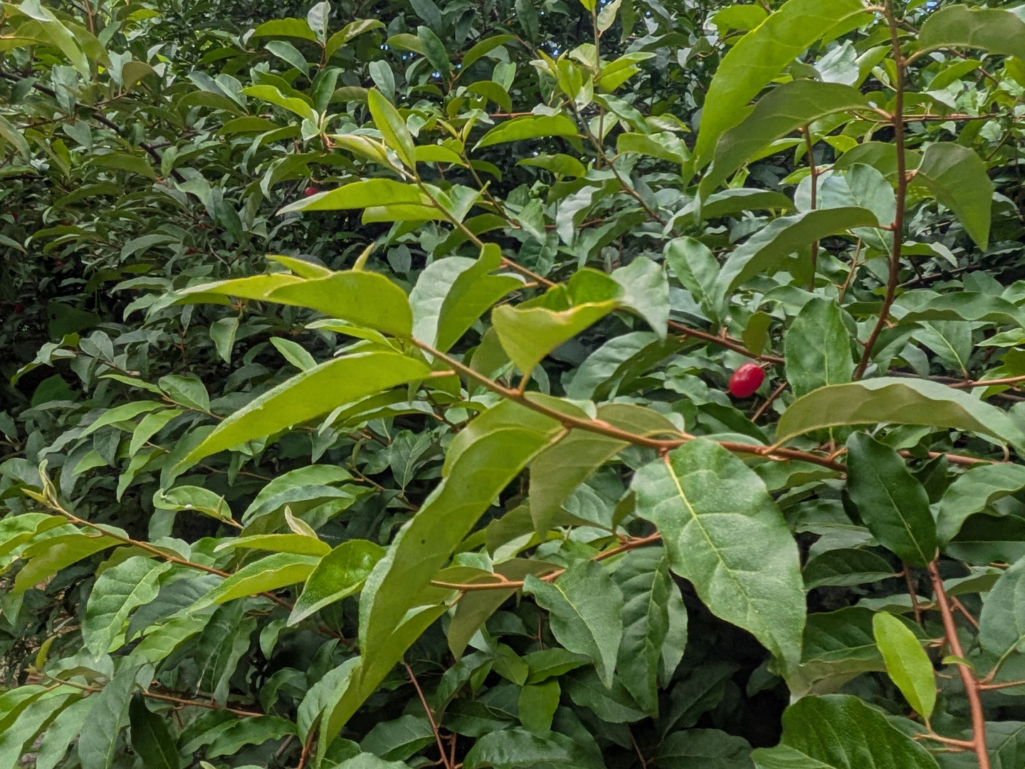 冷凍☆グミの実☆グミの木の実☆30個入り🍒 冷凍便にてのお届けになり