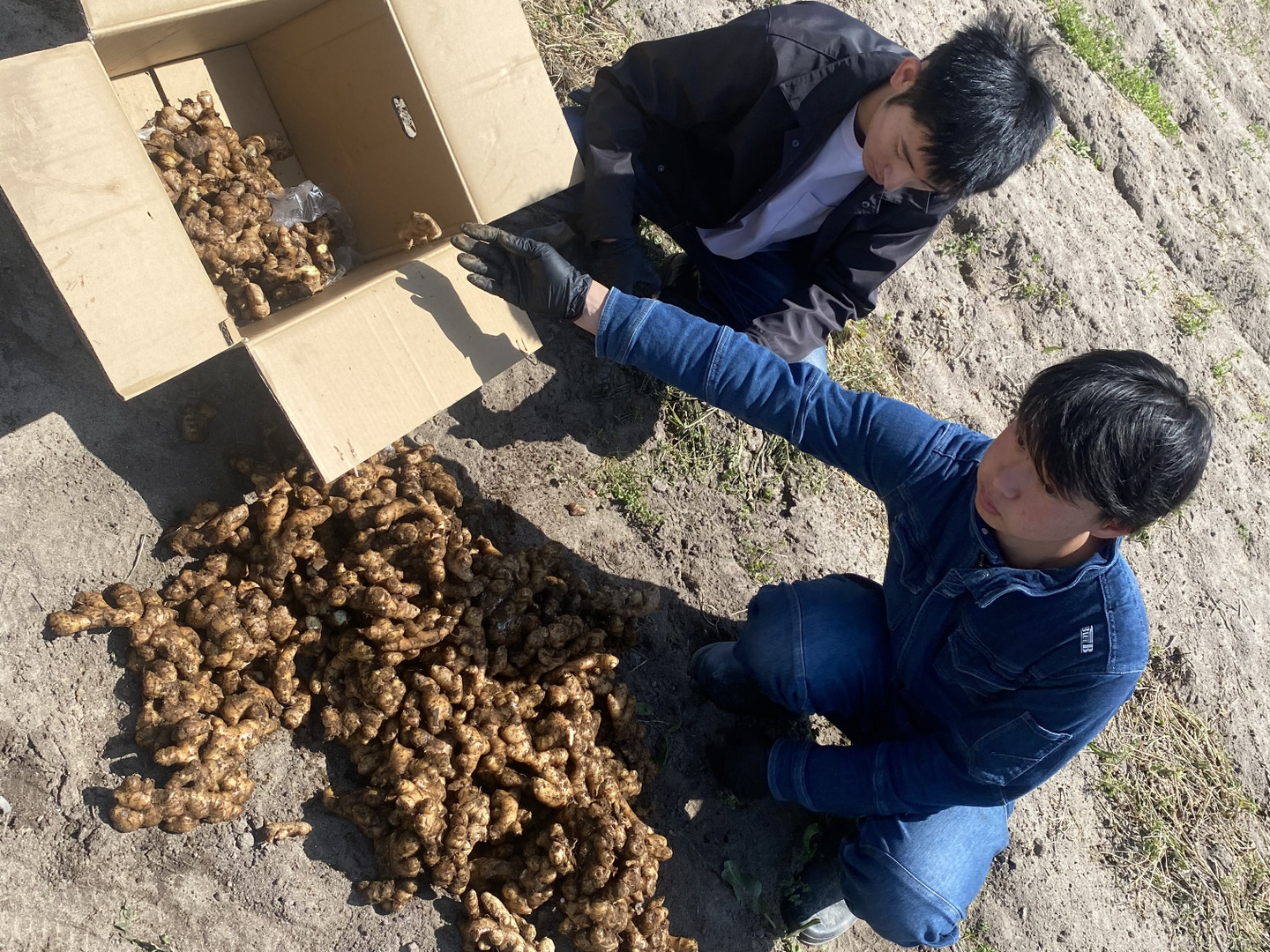 新！幻の三州生姜 爽やかな香りと辛味があなたを魅了します【2kg