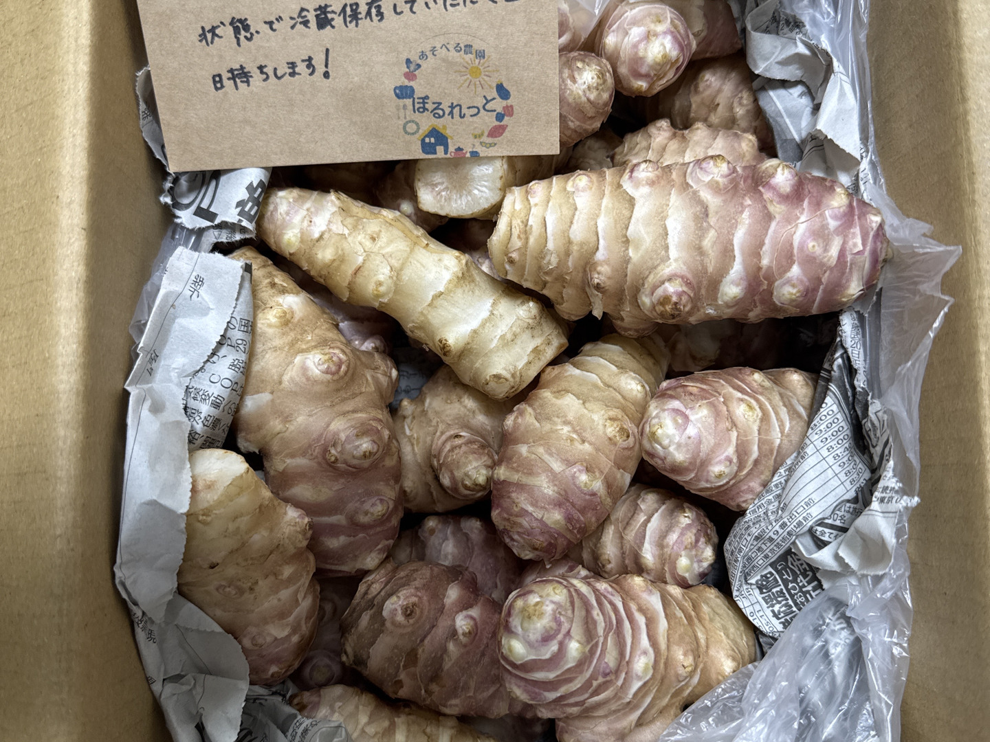 本日のタイムセール - ホットプレート / ホット サイズいろいろ＊菊芋(赤)2kg＊掘りたてを洗ってお届け〜：茨城 野菜