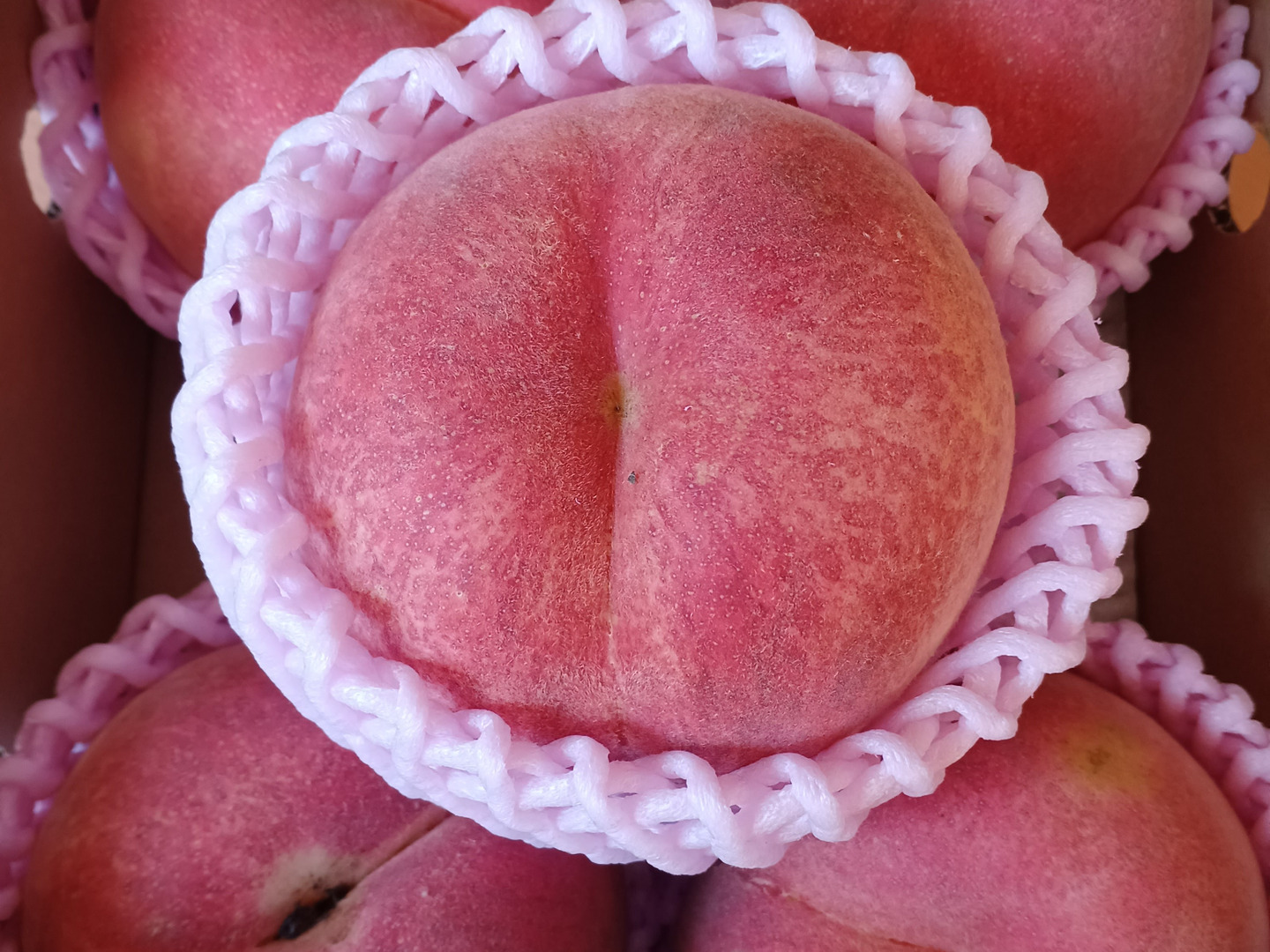 🍑さくら白桃 約1.5kg 5玉前後 9月上旬発送 希少な桃 収穫した日に発送