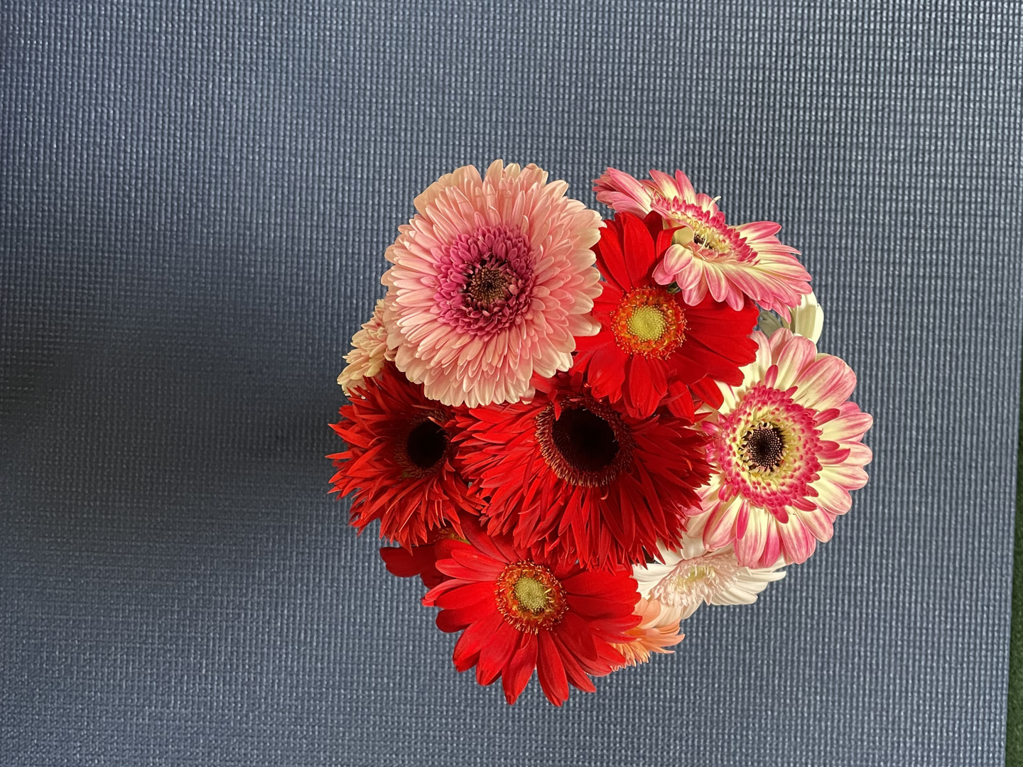 花農家直送！！クルクマ20本❀ ガーベラ60本❀ 140サイズ 期間限定】花農家直送！ミニ丈ガーベラ【15本】：福岡県産の