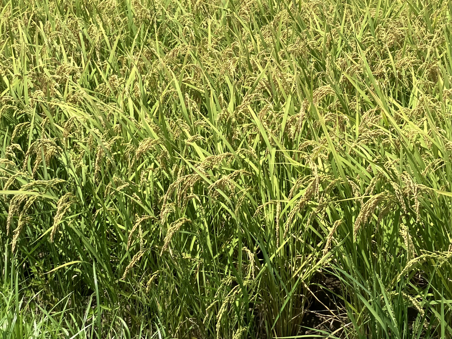 徳島県産　令和6年度　新米　あきさかり　30キロ 令和7年産 徳島県産あきさかり 10kg【5kg×2袋】 秋の盛りに収穫