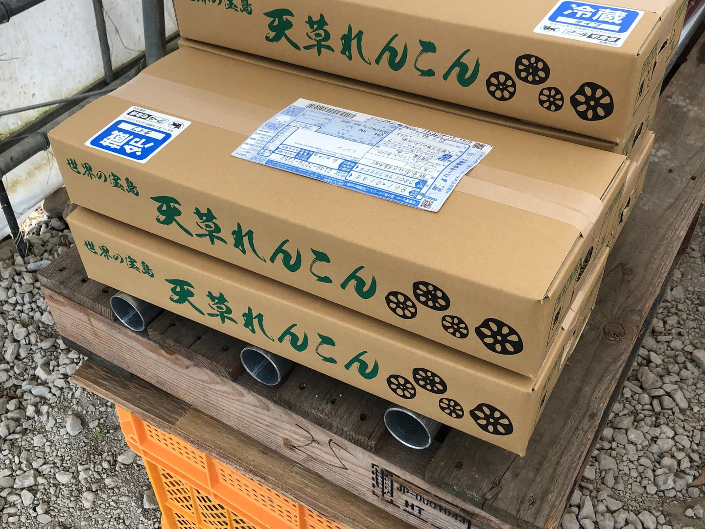 特A品】シャキシャキ甘うまっ！天草れんこん(2Kg)：熊本県産の