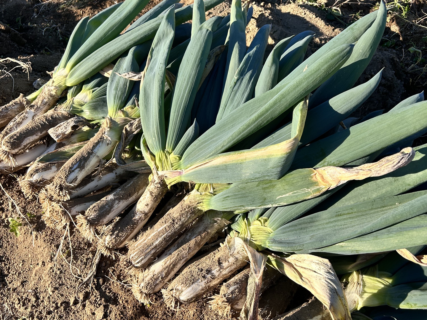 大切な方への贈り物「下仁田葱」3Lサイズ12本：群馬県産の下仁田ねぎ