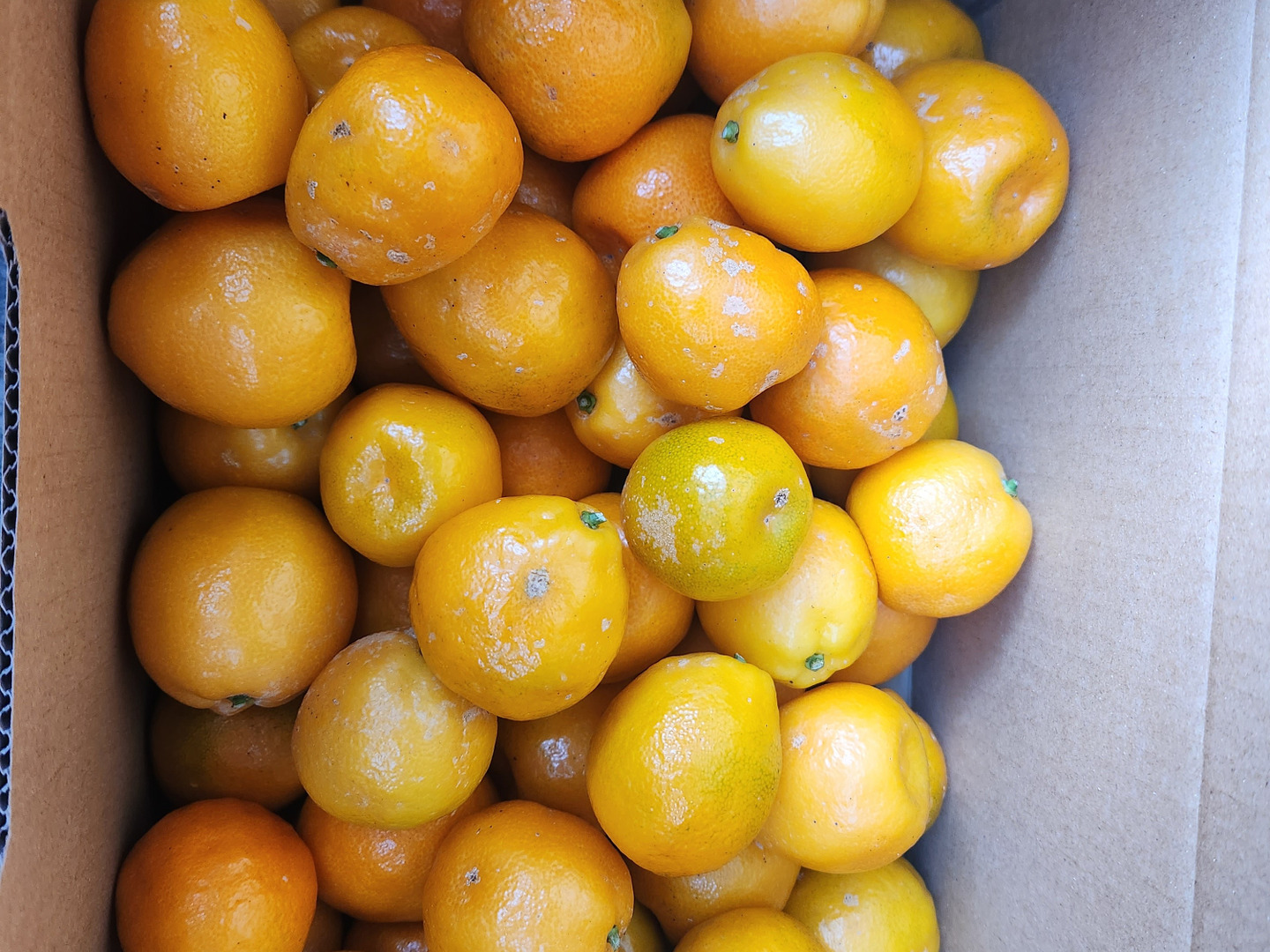 一流の品質 大実金柑 1kg：静岡県産のみかん・柑橘類｜食べチョク｜産地直送 果物