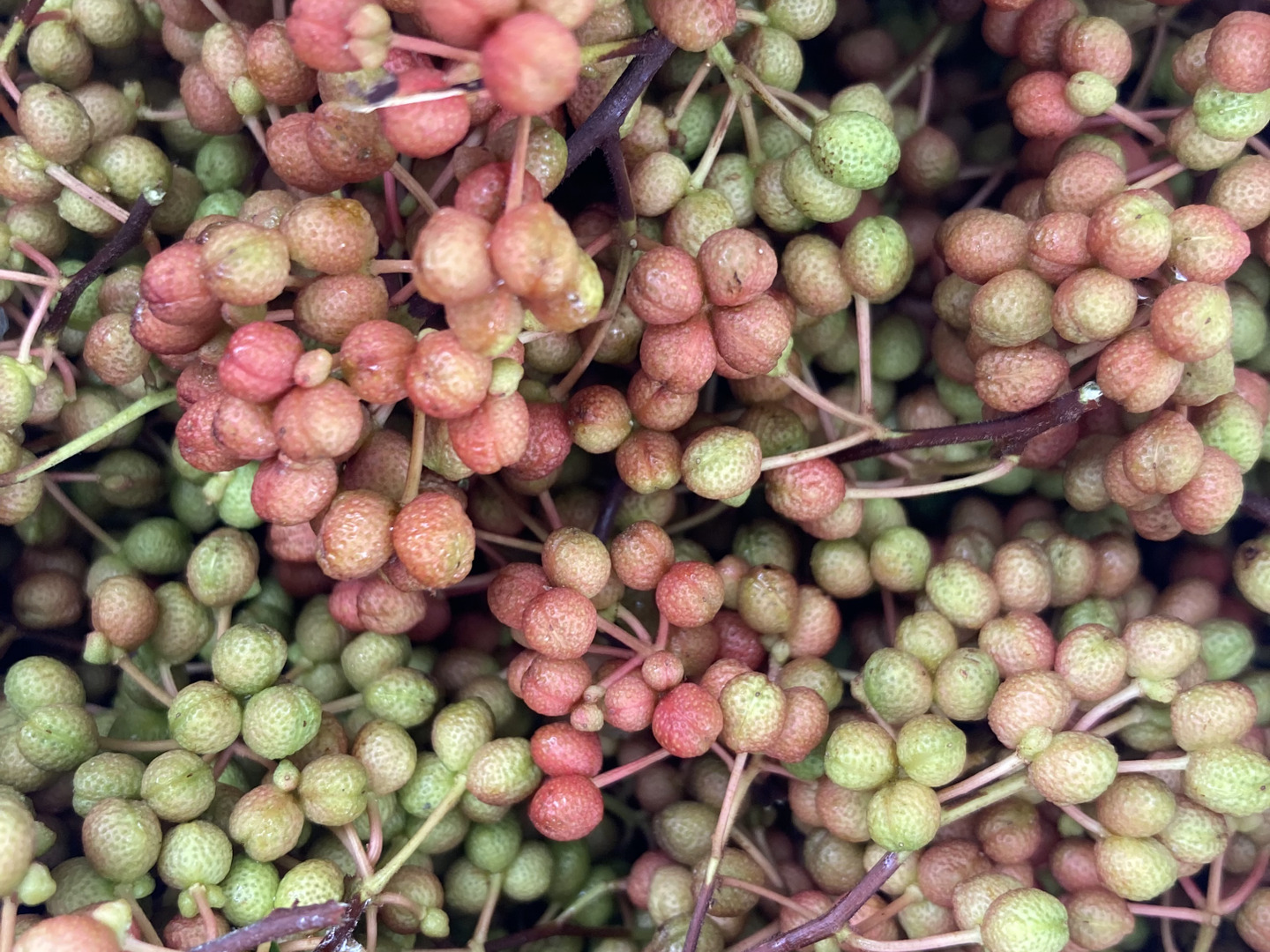 天然 山椒の実 500グラム 京都産：京都府産の野菜｜食べチョク｜産地