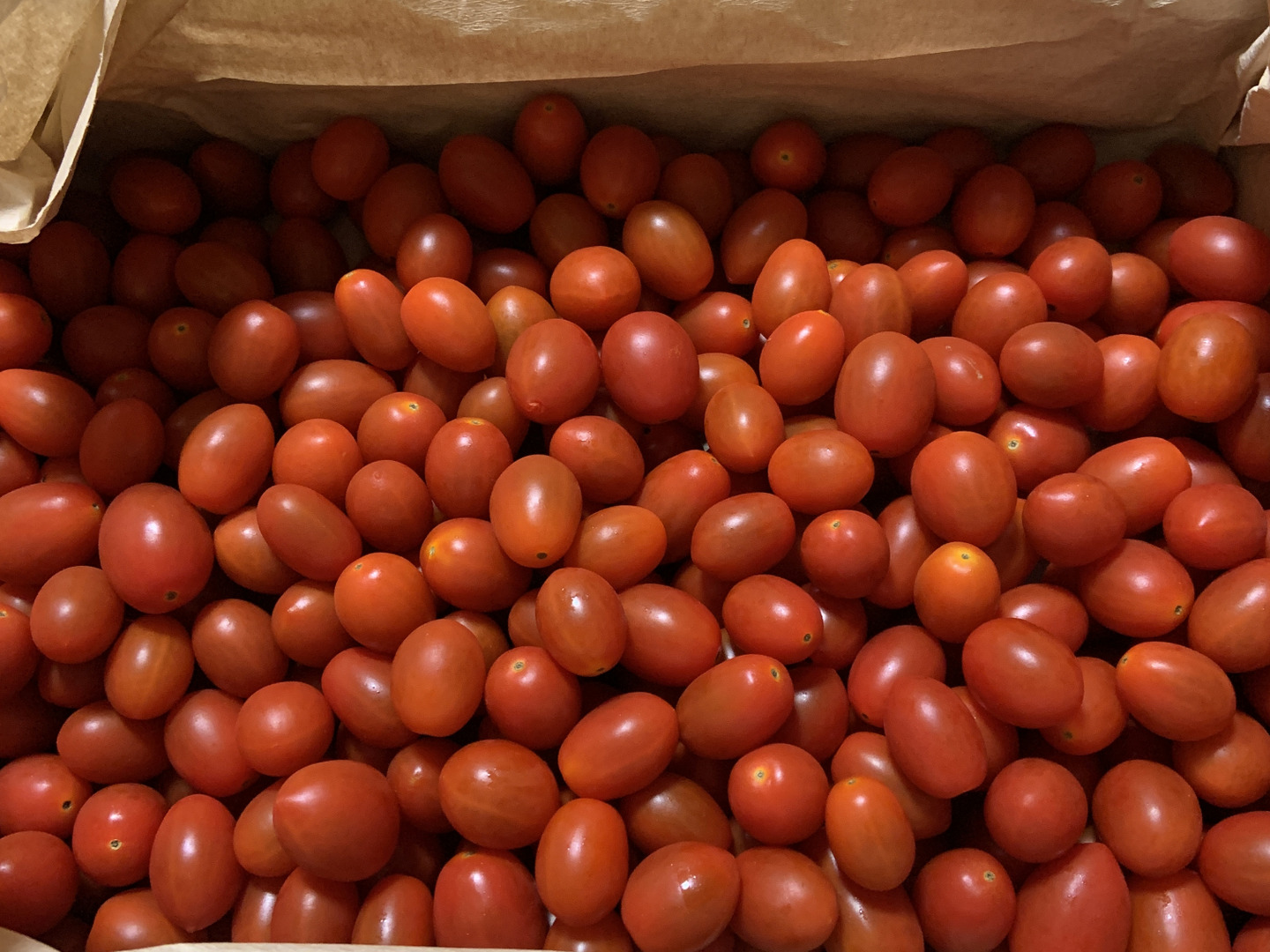 食べチョク新人賞🏅】やみつきになる甘さ🍅高糖度フルーツミニ