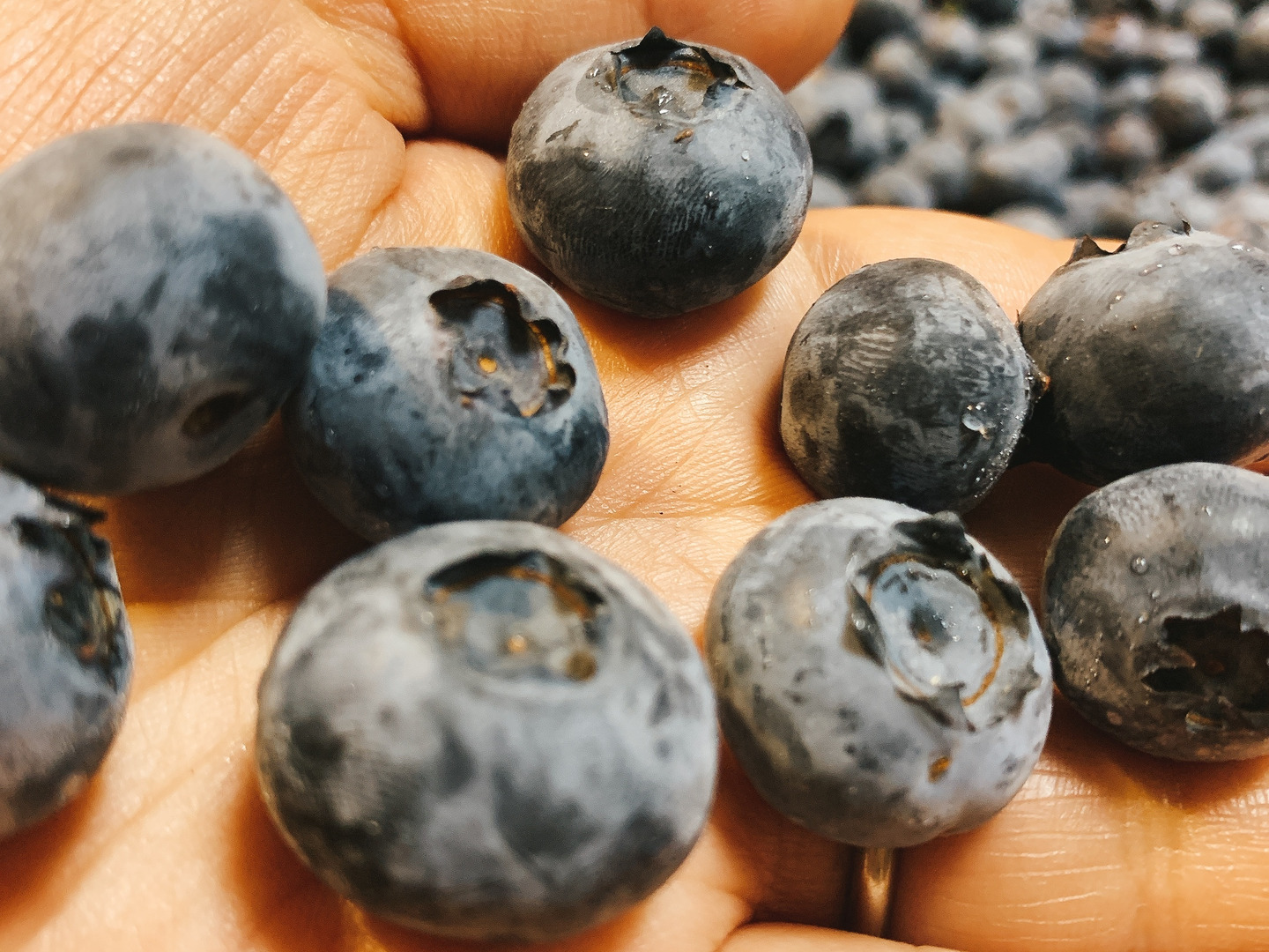 1.8キロ ブルーベリー 無農薬 採れたて 生ブルーベリー miuranouen_frozenblueberry-1kg.jpg