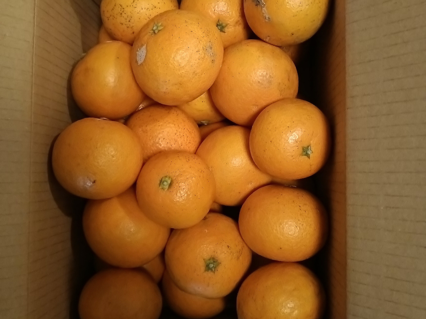 清見オレンジ 20kg 家庭用、3 10001008_zoutou.jpg
