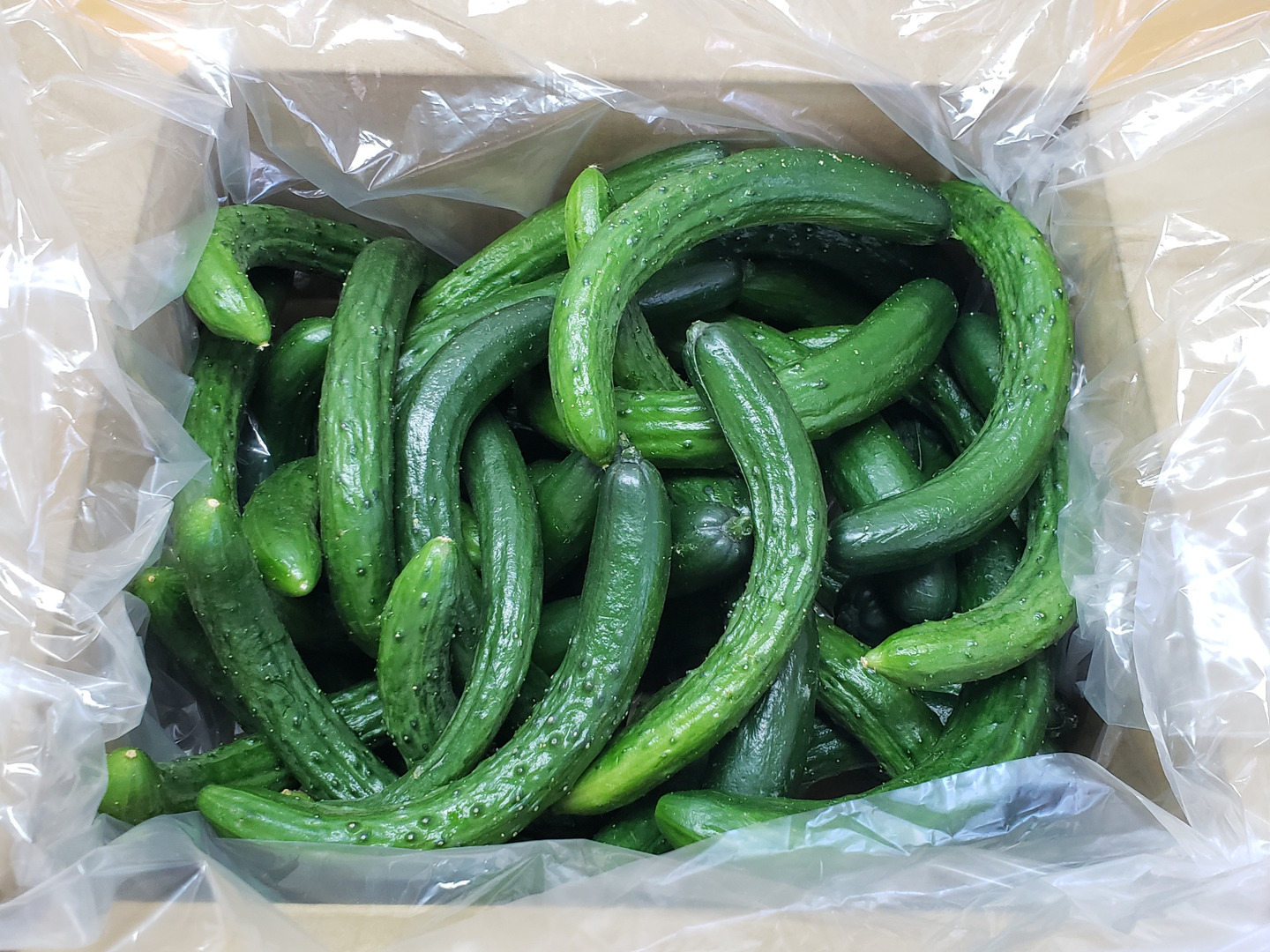 ぽりぽりっ！🥒ミニきゅうり🥒 1.8㎏：長野県産のその他きゅうり