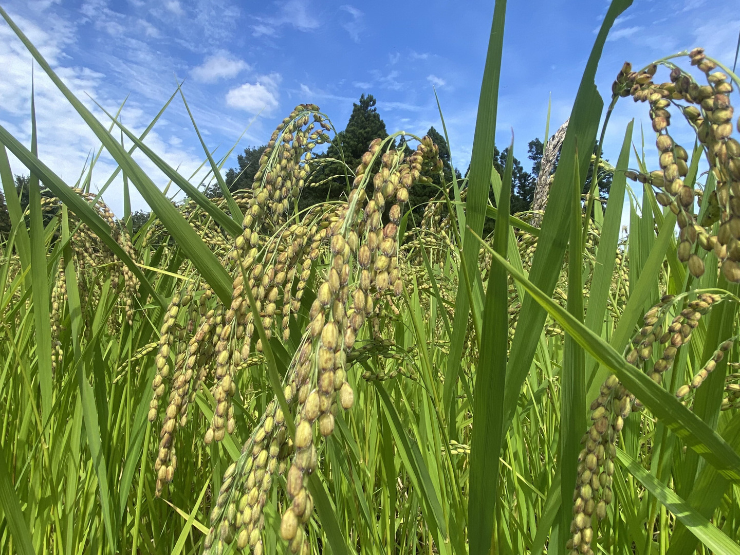 R8年産 新米】農薬不使用・自然栽培 幻のもち米（新大正糯米）1kg