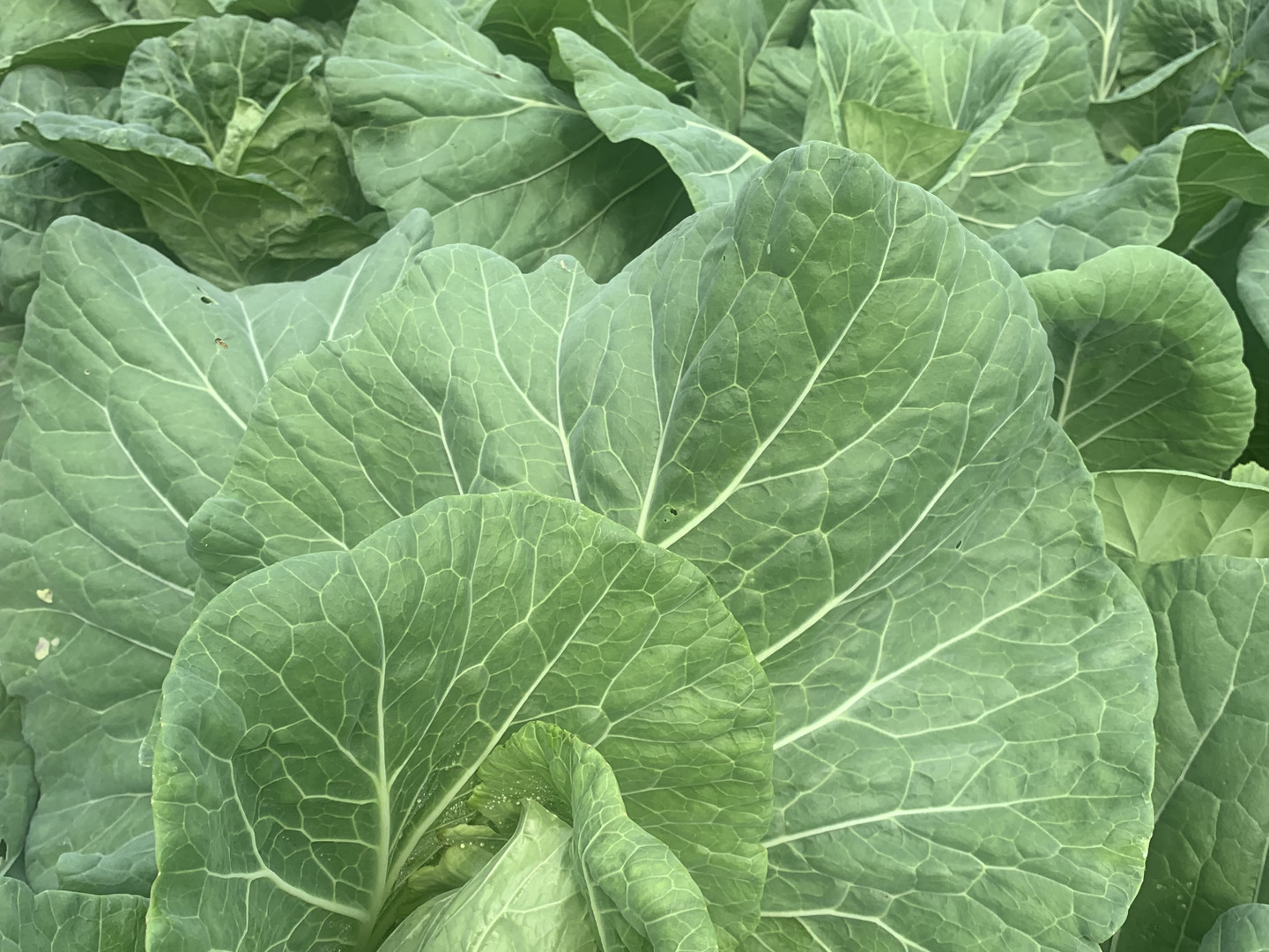 ギフトにも！きのこ入り！旬のお野菜セット 8〜10品目熨斗対応可