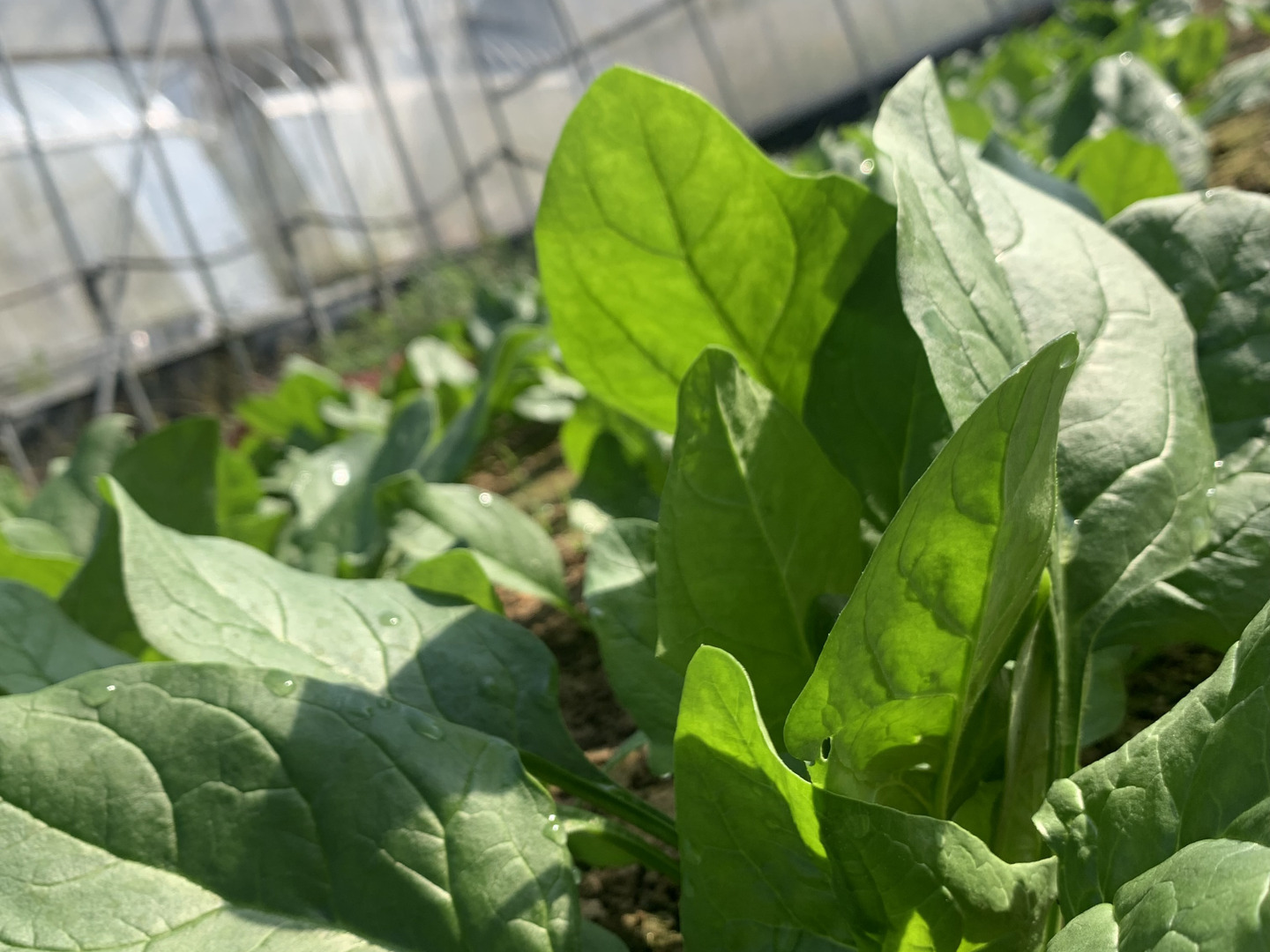 【オンラインショップ】 期間限定値下げ中！小さな農家の丁寧ほうれん草 1kg（150g×7袋 野菜
