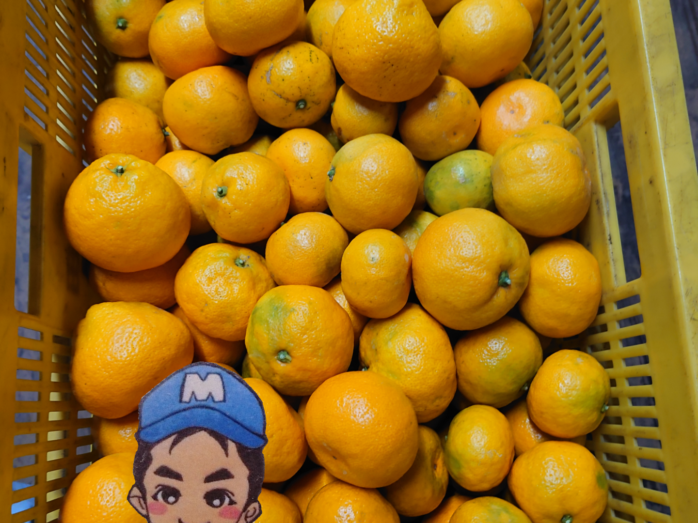 甘くてうまーーーい♪まーくん家のみかん 【5キロ箱】：和歌山県