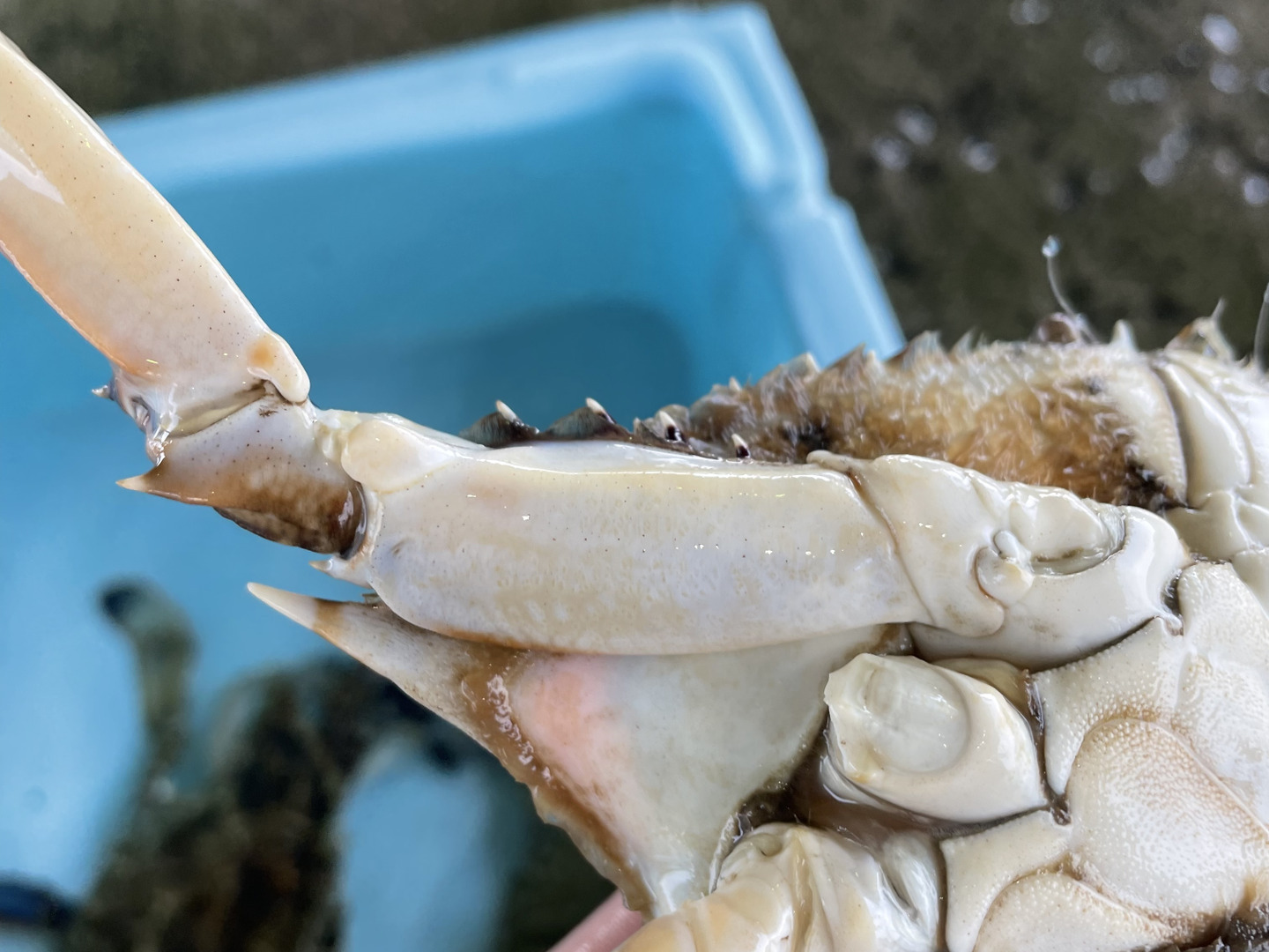 愛知県•日間賀島産•ワタリガニ🦀3匹で1kg【特大】6月〜9月は雄の時期！ ＼活き発送／ ※冷凍，ゆでて発送も可能です‼︎：愛知県産のワタリガニ｜食べチョク｜産地直送(産直)お取り寄せ通販  - 農家・漁師から旬の食材を直送