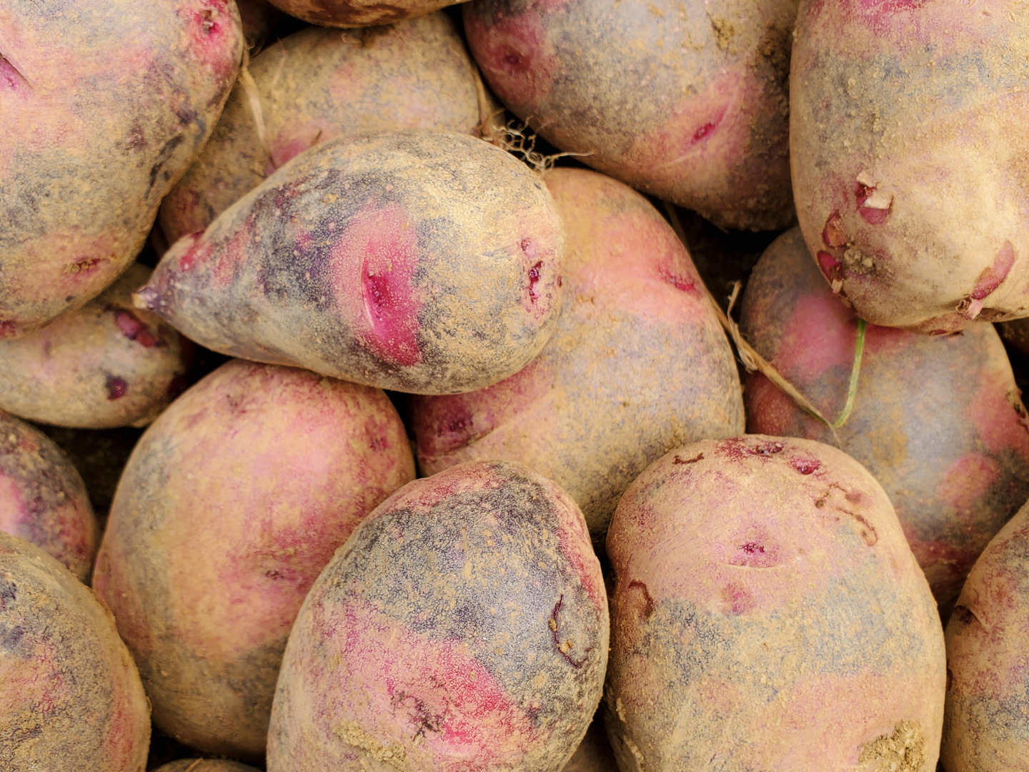 新じゃがいもグランドペチカ20kg グランドペチカ(新じゃがいも 長崎県産)|有機野菜 通販