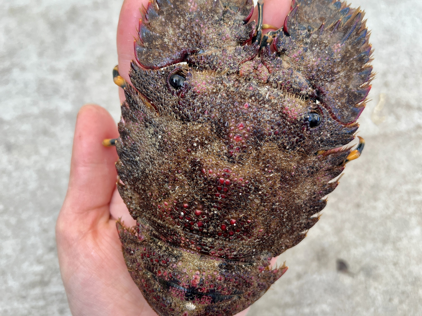 【500円OFF】プリっぷりの身がぎっしり詰まった、ゾウリエビ(1kg):宮崎県産のゾウリエビ|食べチョク|産地直送(産直)お取り寄せ通販