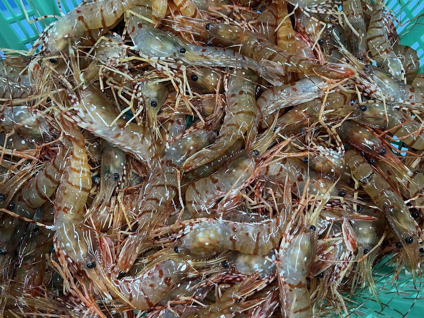 鮮度抜群！北海道産ボタンエビ 小サイズ１ｋｇ：北海道産のボタンエビ｜食べチョク｜産地直送(産直)お取り寄せ通販 - 農家・漁師から旬の食材を直送