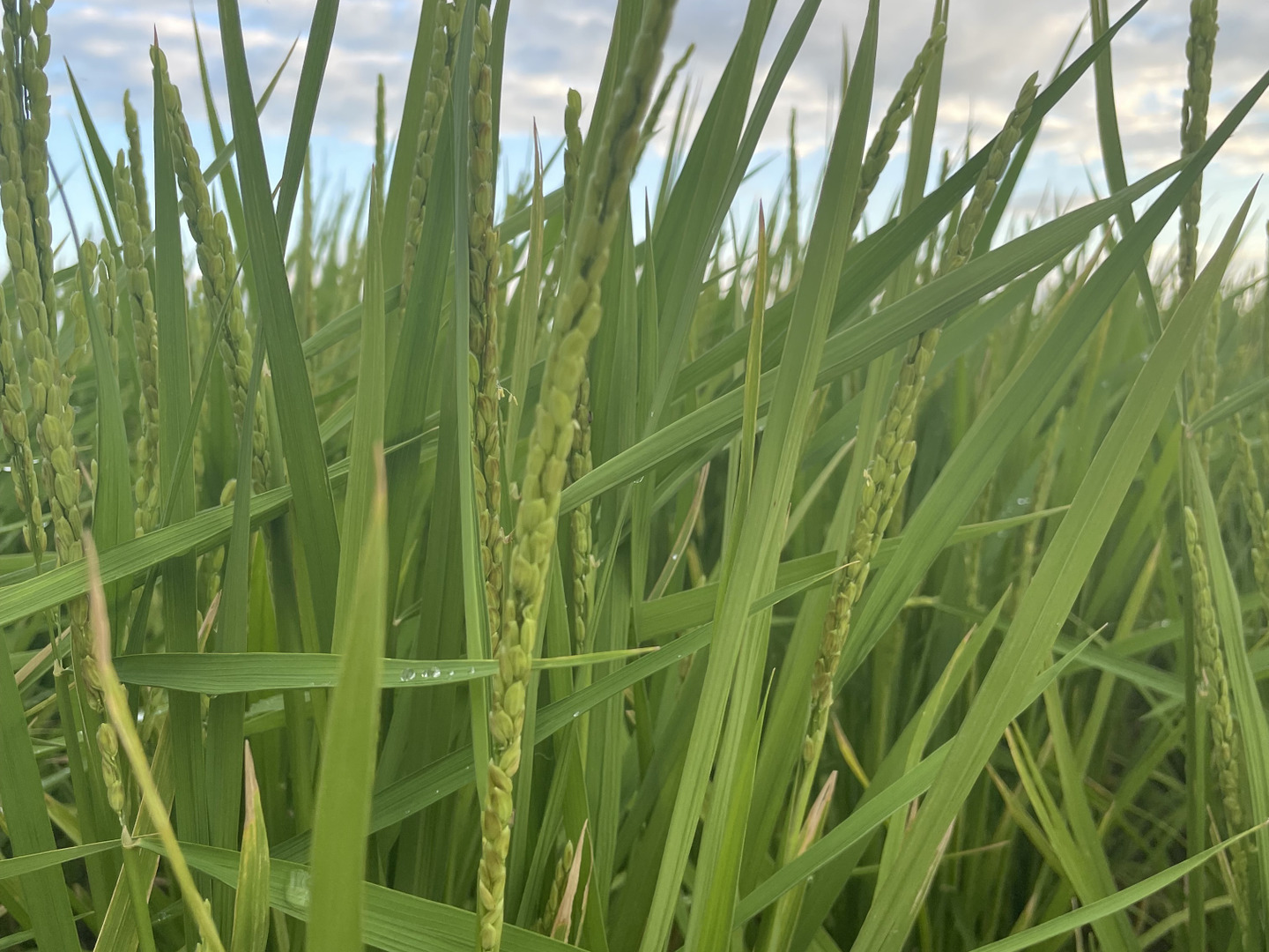 淡路島産新米キヌヒカリ 令和6年産新米！淡路島「キヌヒカリ」（5kg×2袋セット）：兵庫県
