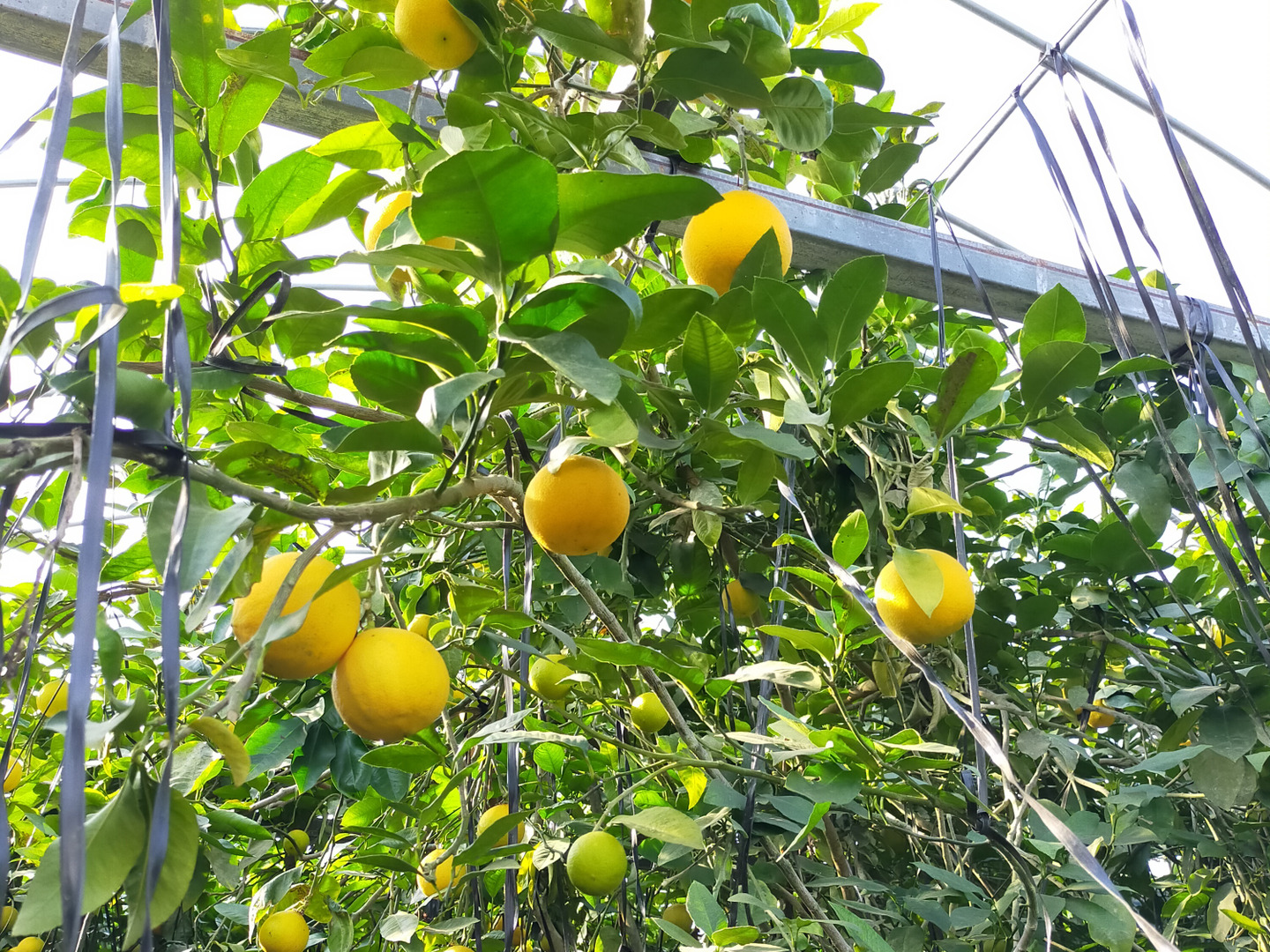 国産ベルガモット オレンジ　 果実 約1kg 国産ベルガモット 和歌山県和歌山 観音山フルーツガーデン