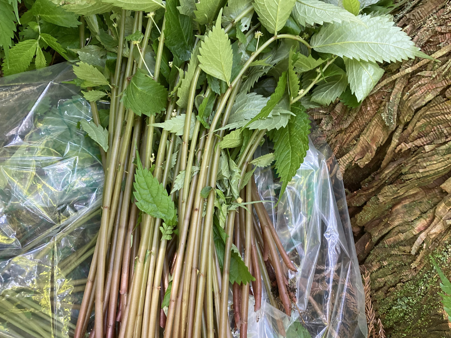 天然美味夏山菜】赤ミズ 岩手県産：岩手県産の野菜｜食べチョク