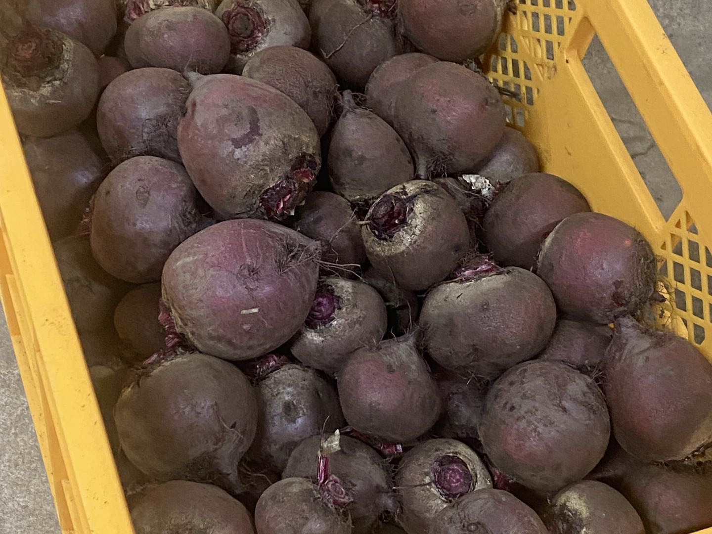 蓼科高原産】農薬化学肥料不使用 ビーツ 1kg：長野県産の