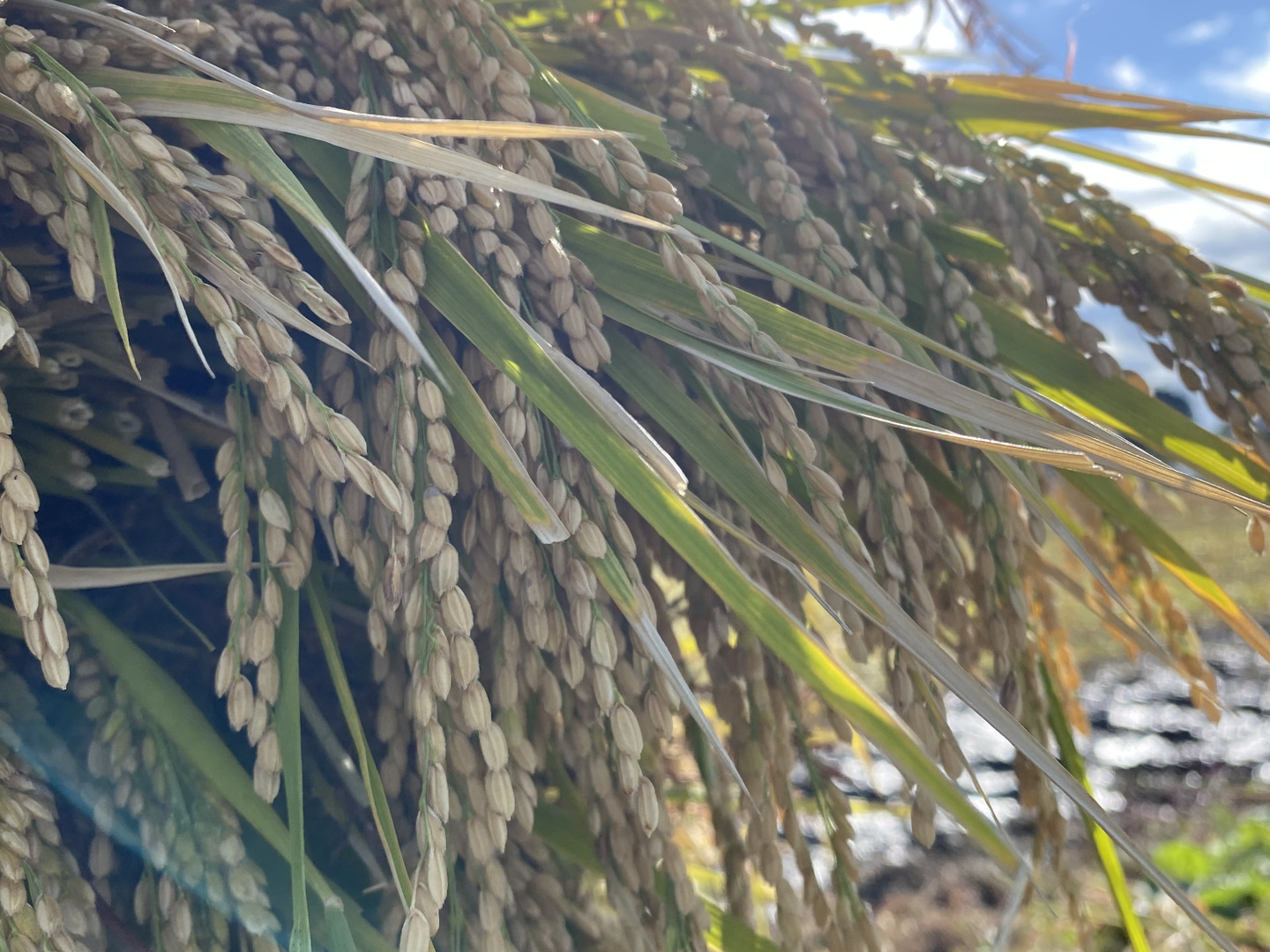 肥料農薬除草剤を使わずに育てたお米. ササニシキ 令和5年産