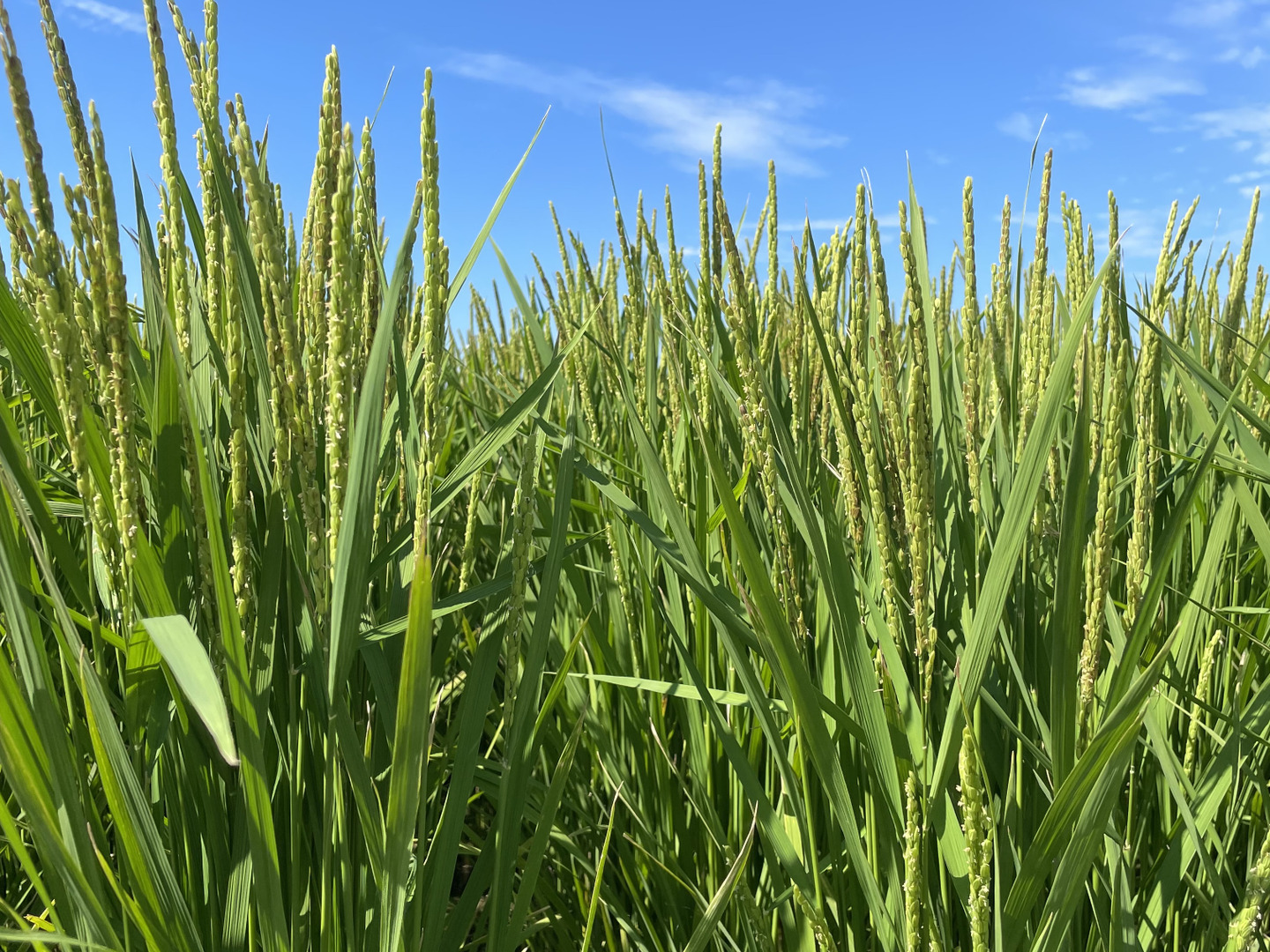 橙心】キヌヒカリ玄米10kg 🌾令和6年度産 淡路島からのお米