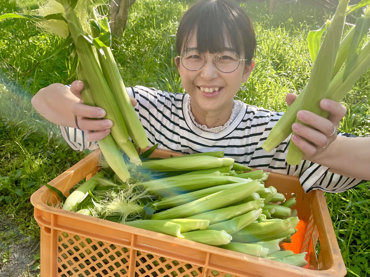 aベビーコーン　朝採れ❗️ヤングコーン 200本以上　おまけ付き　新鮮　野菜 旬 即日発送 新鮮朝採り ヤングコーン200本 季節限定 恵味のベビー