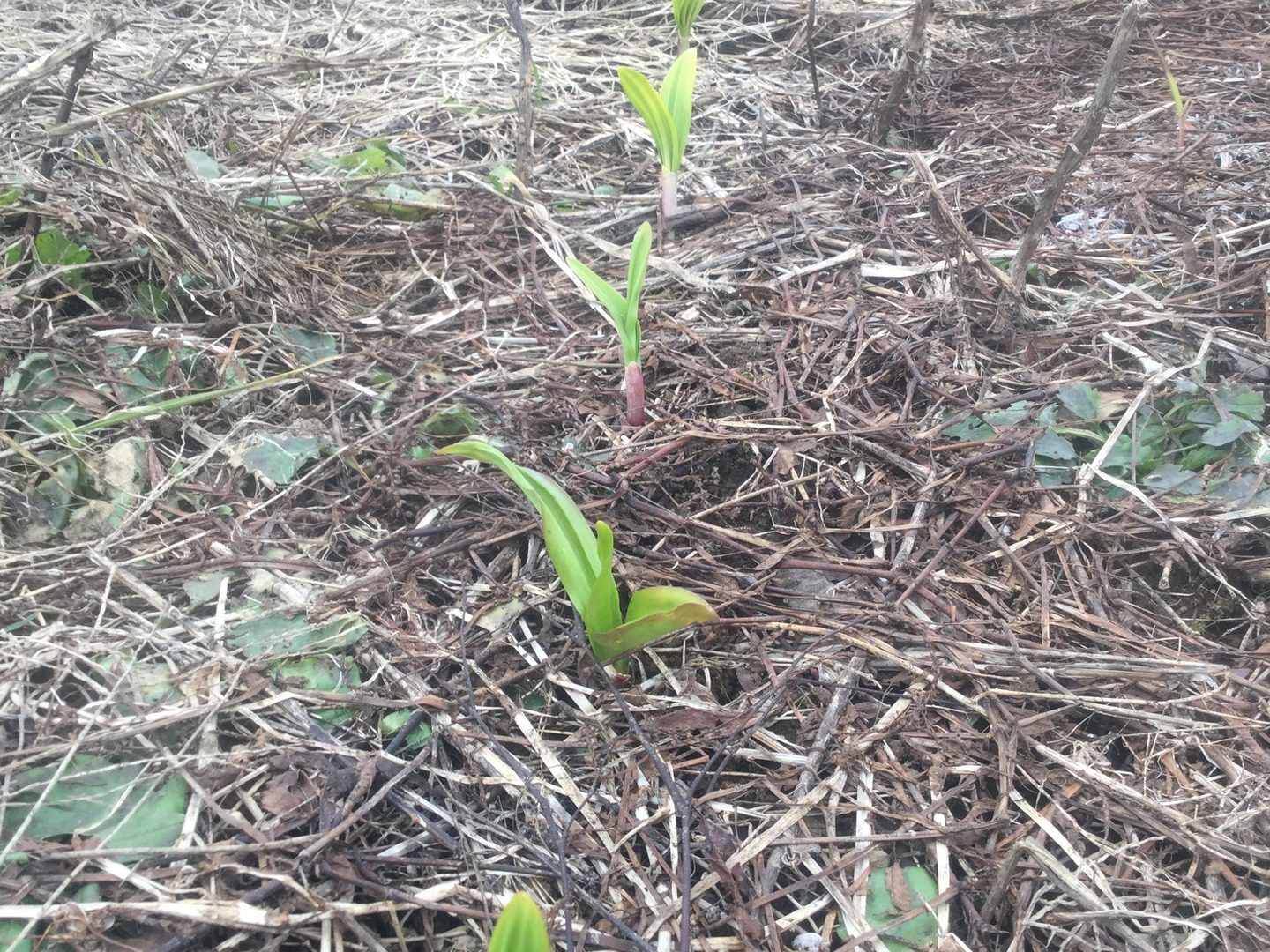 行者ニンニク：北海道産の野菜｜食べチョク｜産地直送(産直)お