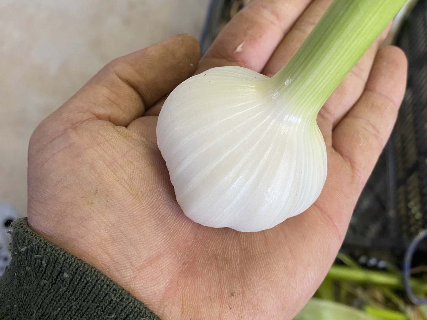 農薬不使用　ホワイトニンニク5kg 期間限定】農薬化学肥料不使用！にんにく『ホワイト』（500g