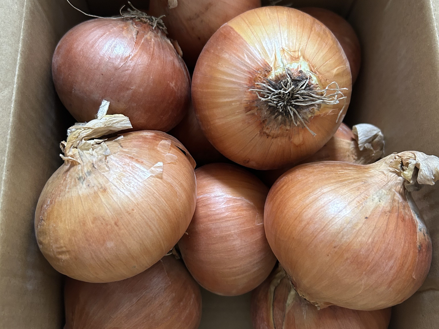 超安い品質 お試し】淡路島産玉ねぎ3kg：兵庫県産のその他玉ねぎ｜食べ 野菜