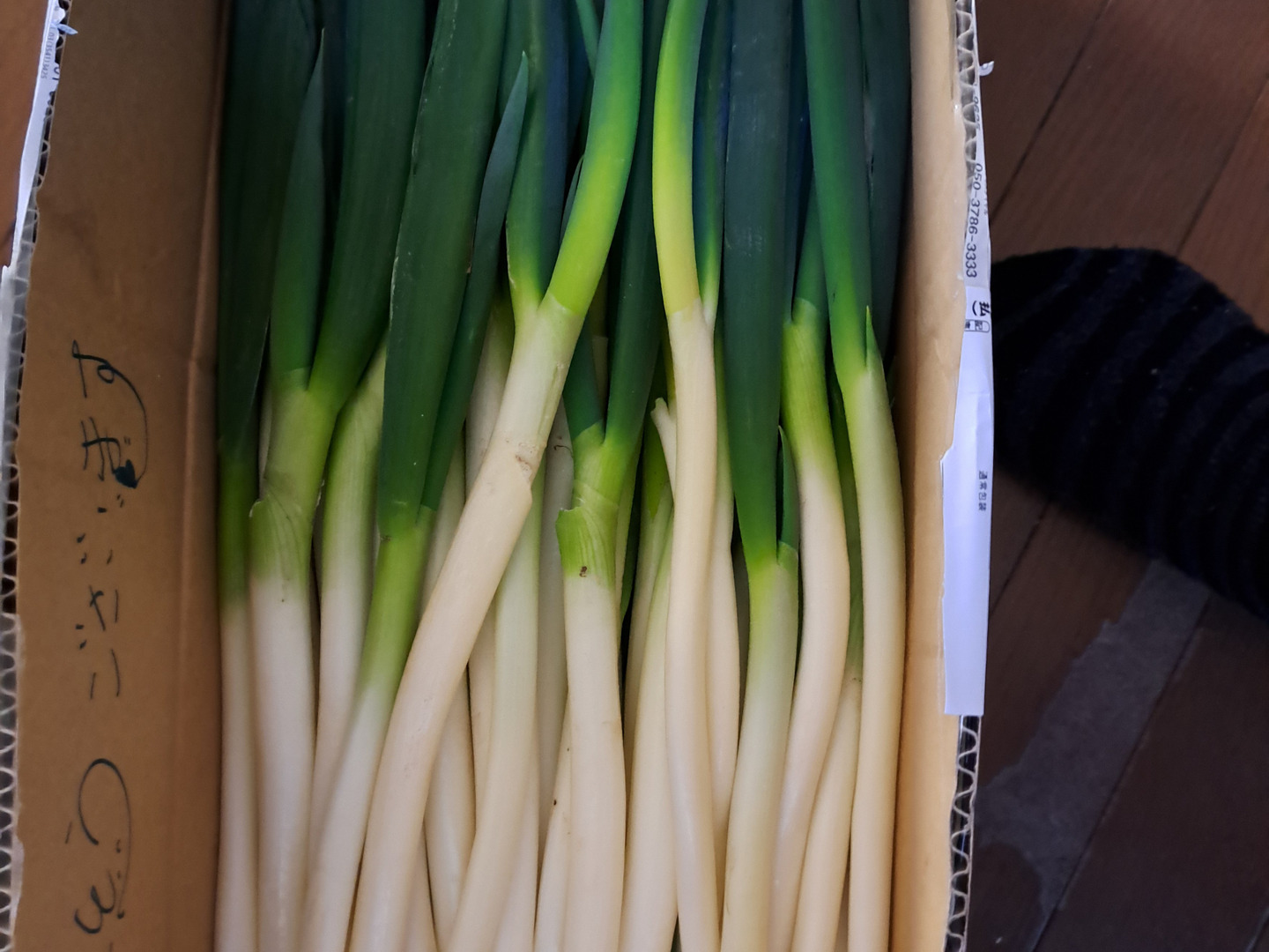 日本初の 食費削減ネギ！訳ありS～2L(5kg)：静岡県産のねぎ｜食べチョク 野菜