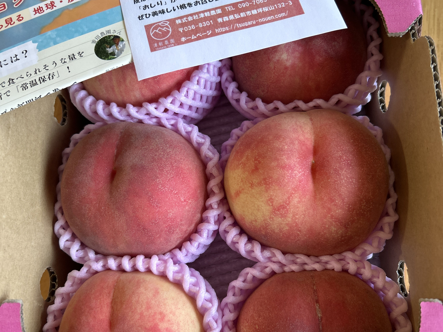 🍑【2025年8月中旬桃】1.5kg 5玉前後【ASIAGAP認証農場：津軽