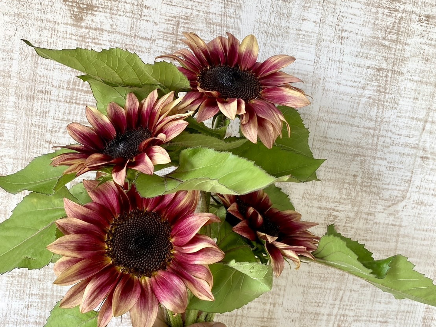 花農家直送！！ひまわり85本❀ ds-kanai-sunflower-bundle2-mix