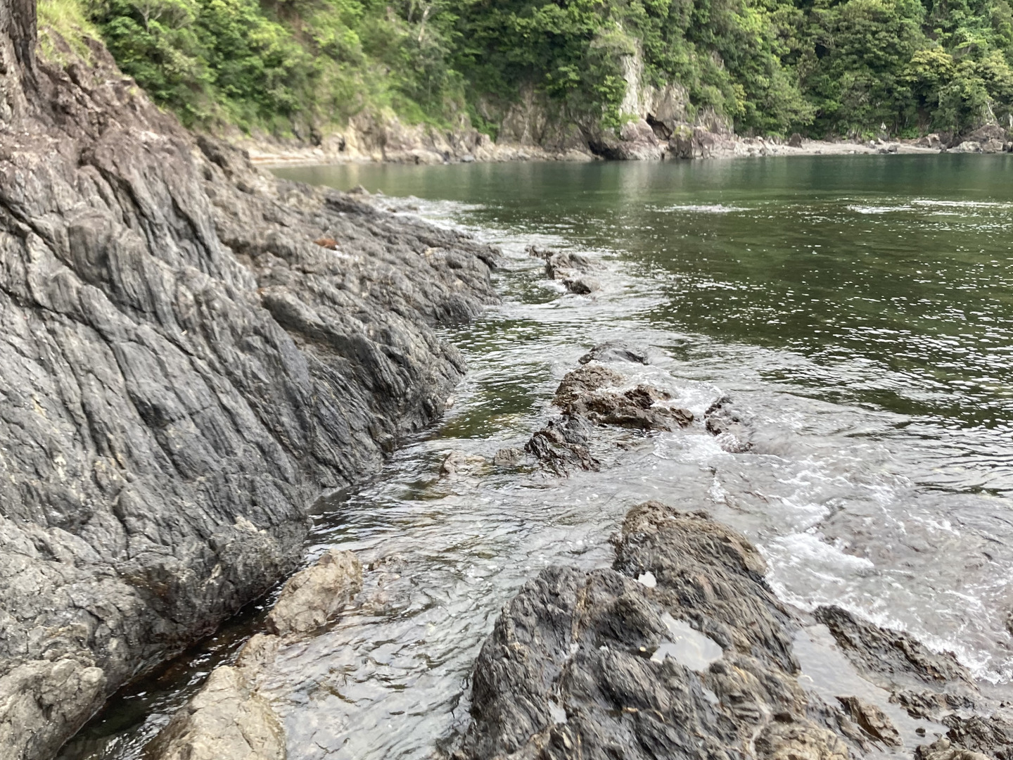 青梅　10キロ　1キロ程多めに入れます　高知県産 ⭐️農薬除草剤なし⭐️高知産🟢青梅1キロ いちおし‼️梅酒