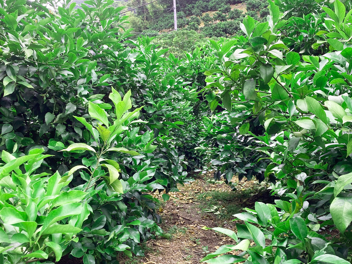 ワックス/防腐剤不使用/除草剤不使用 ジューシー香り抜群！広島