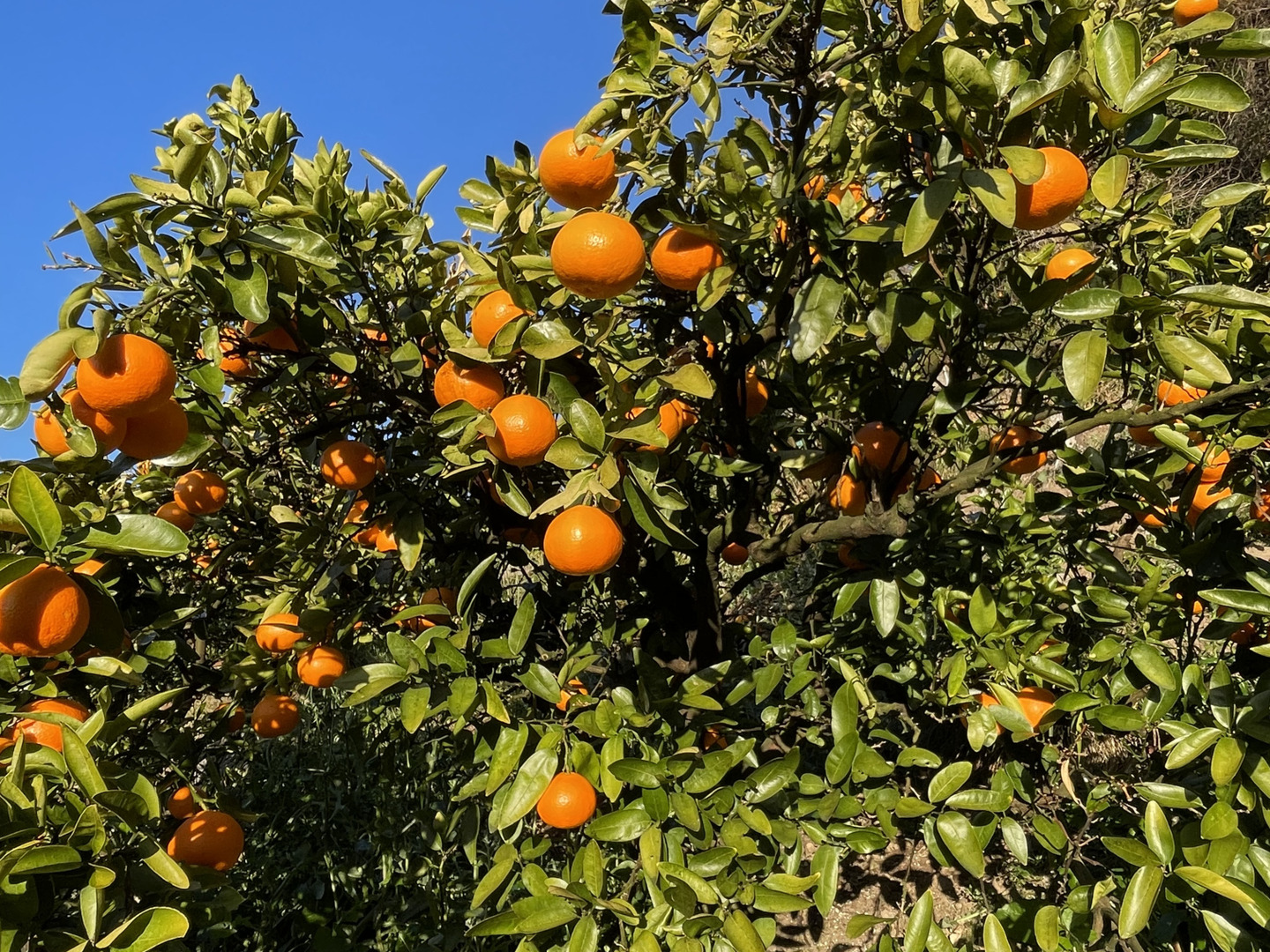 伊予柑 10キログラム：愛媛県産のみかん・柑橘類｜食べチョク